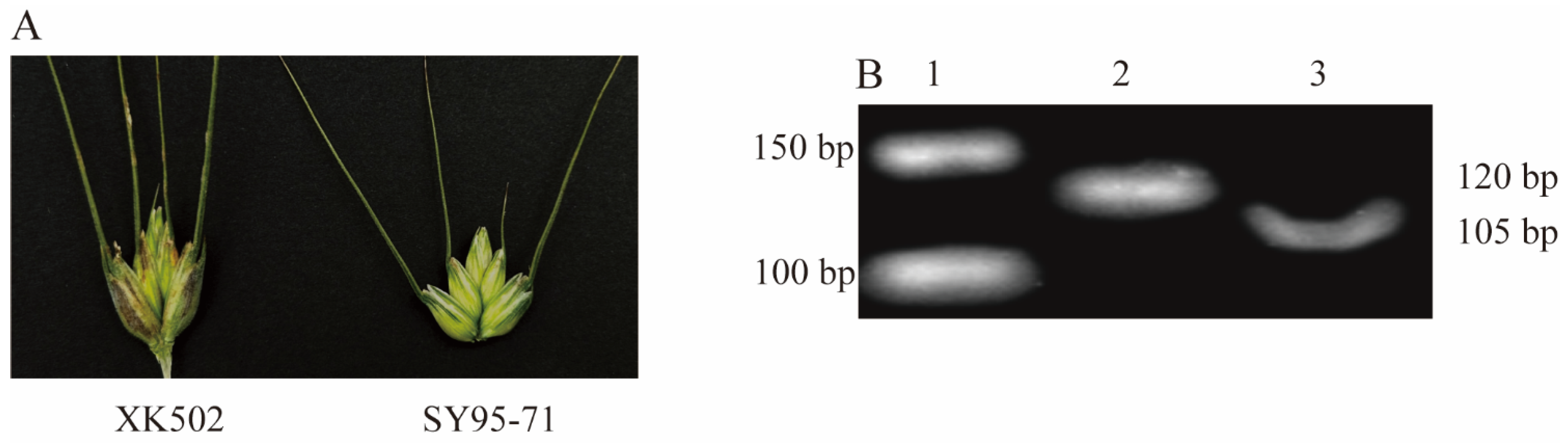 Plants 13 02365 g005 Plants 13 02365 g005