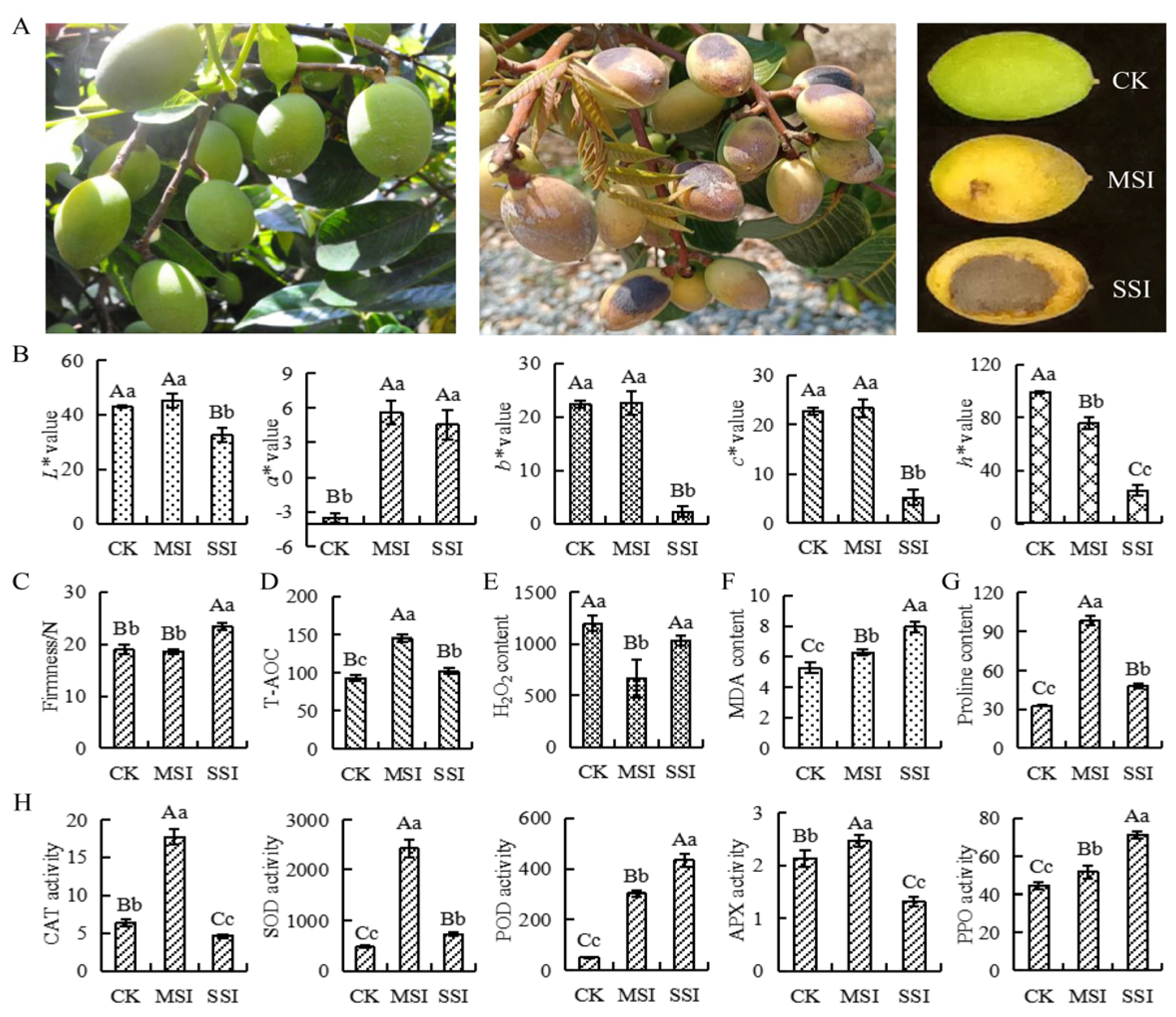 Plants 13 02369 g001