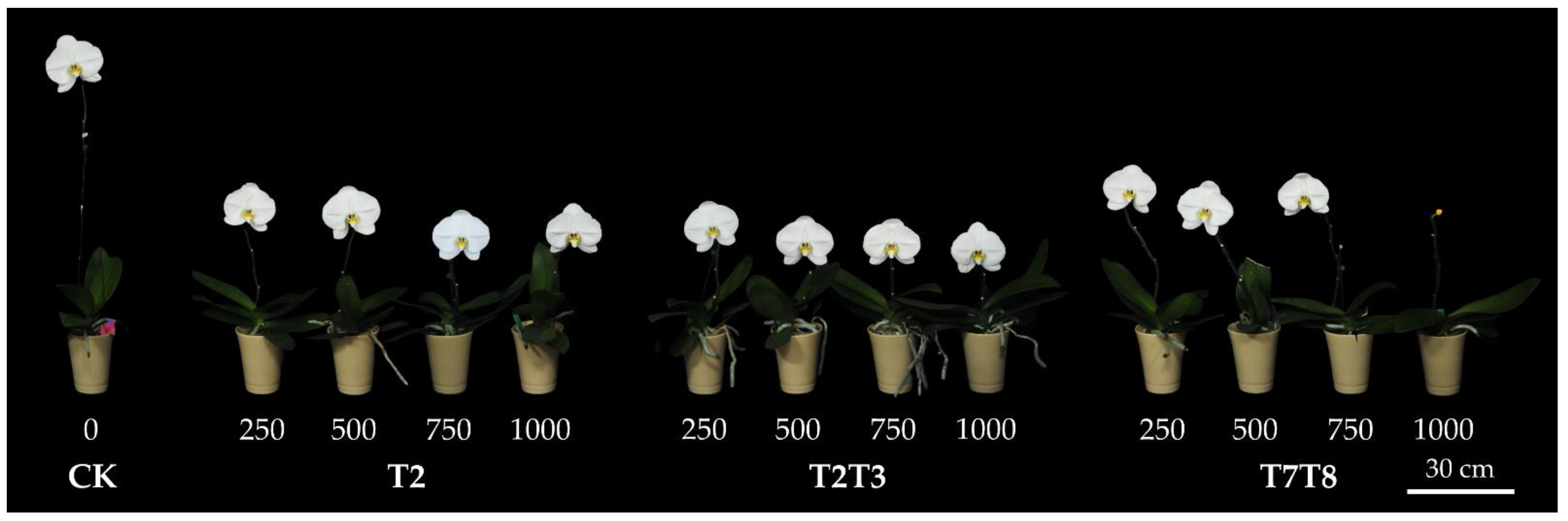 Plants 13 02385 g001