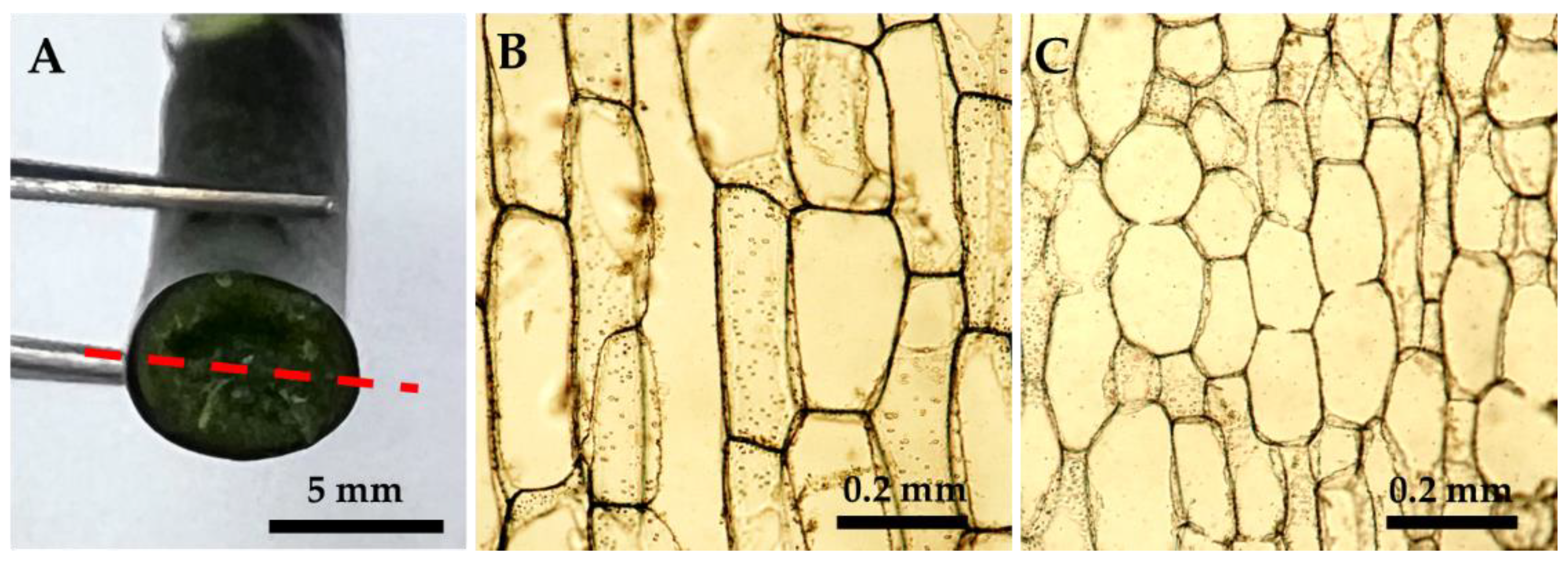 Plants 13 02385 g004
