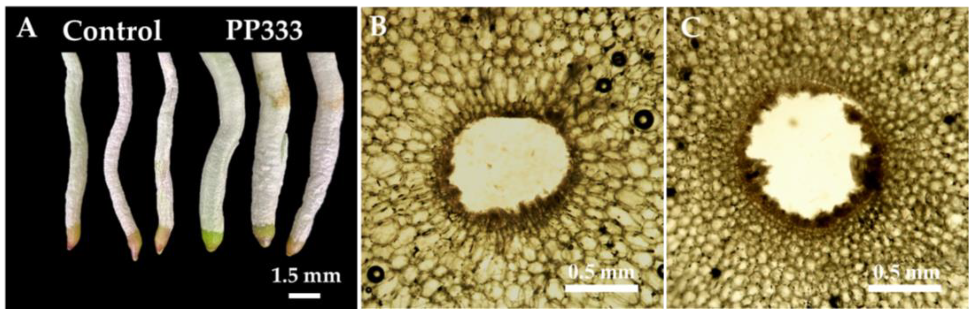 Plants 13 02385 g005