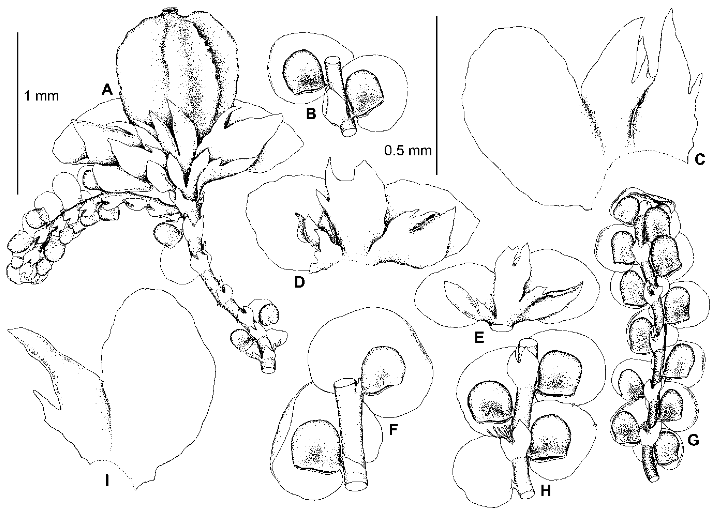 Plants 13 02397 g003