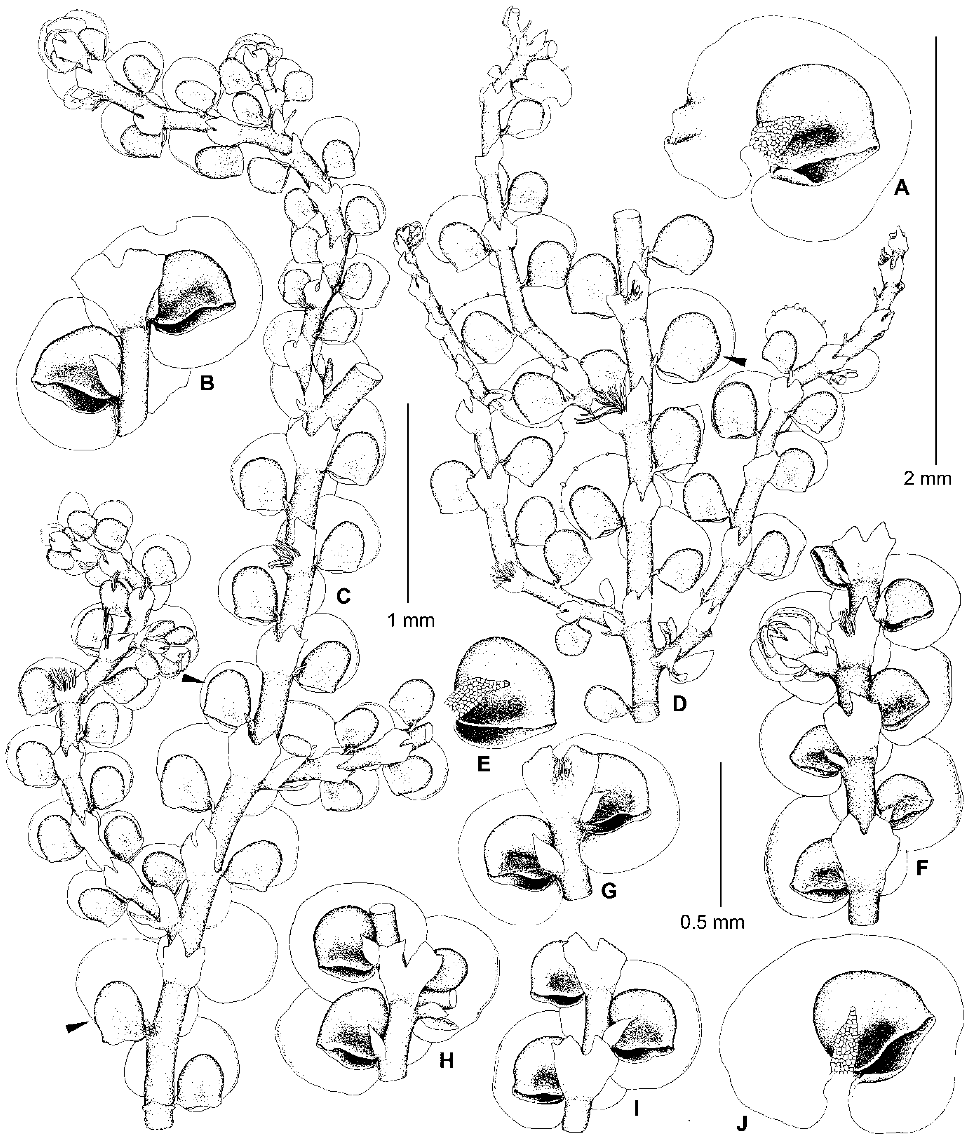 Plants 13 02397 g004