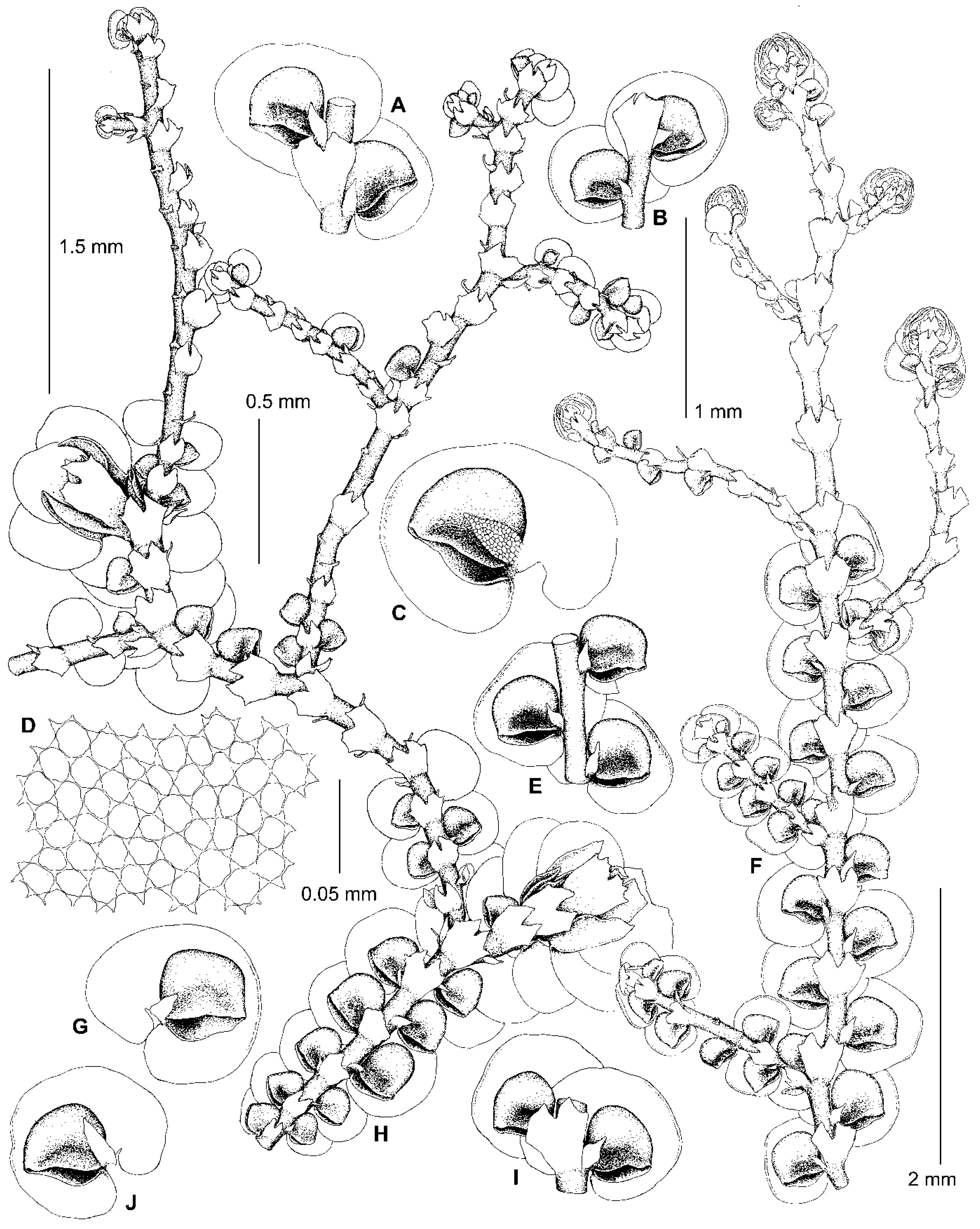 Plants 13 02397 g006