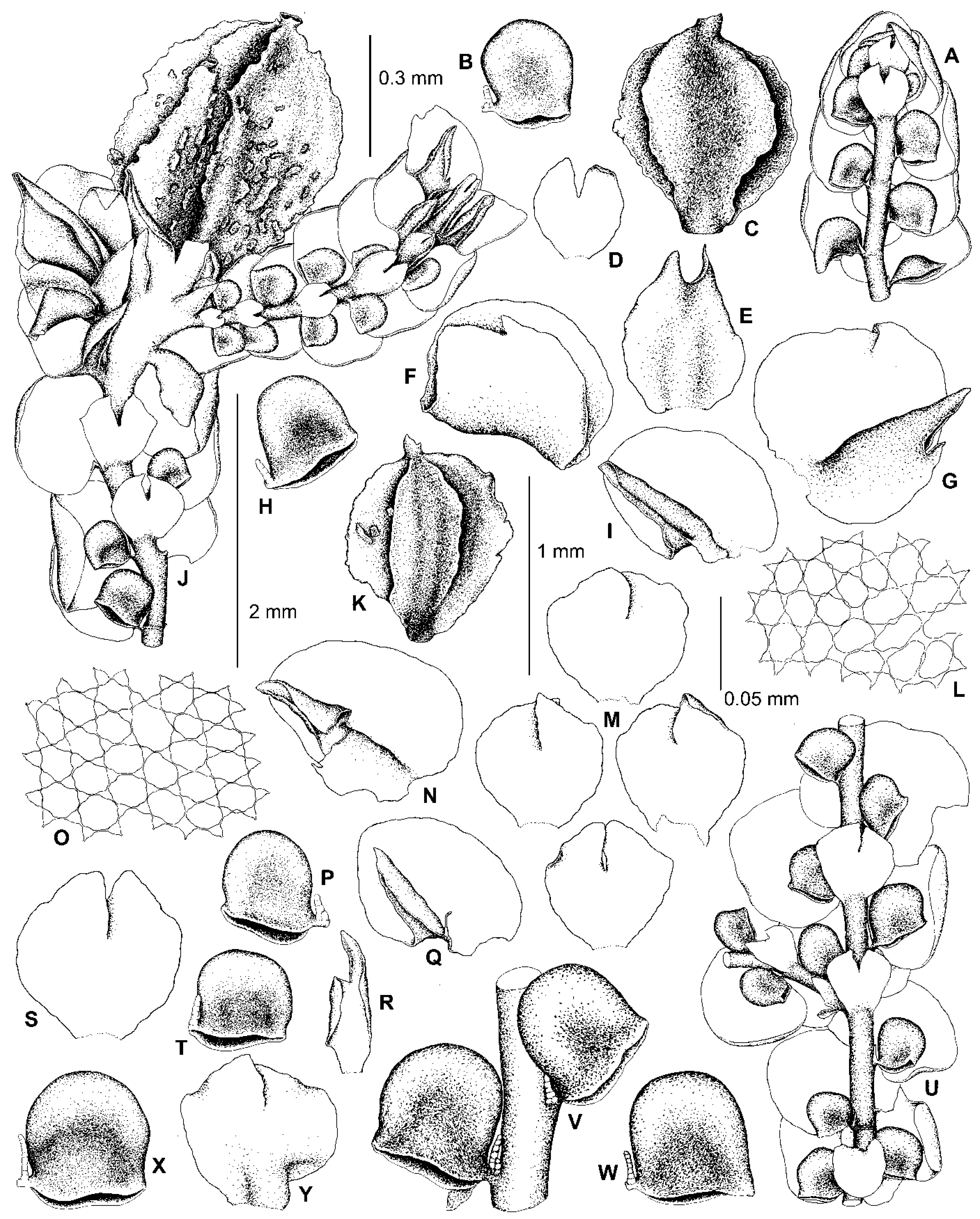 Plants 13 02397 g008