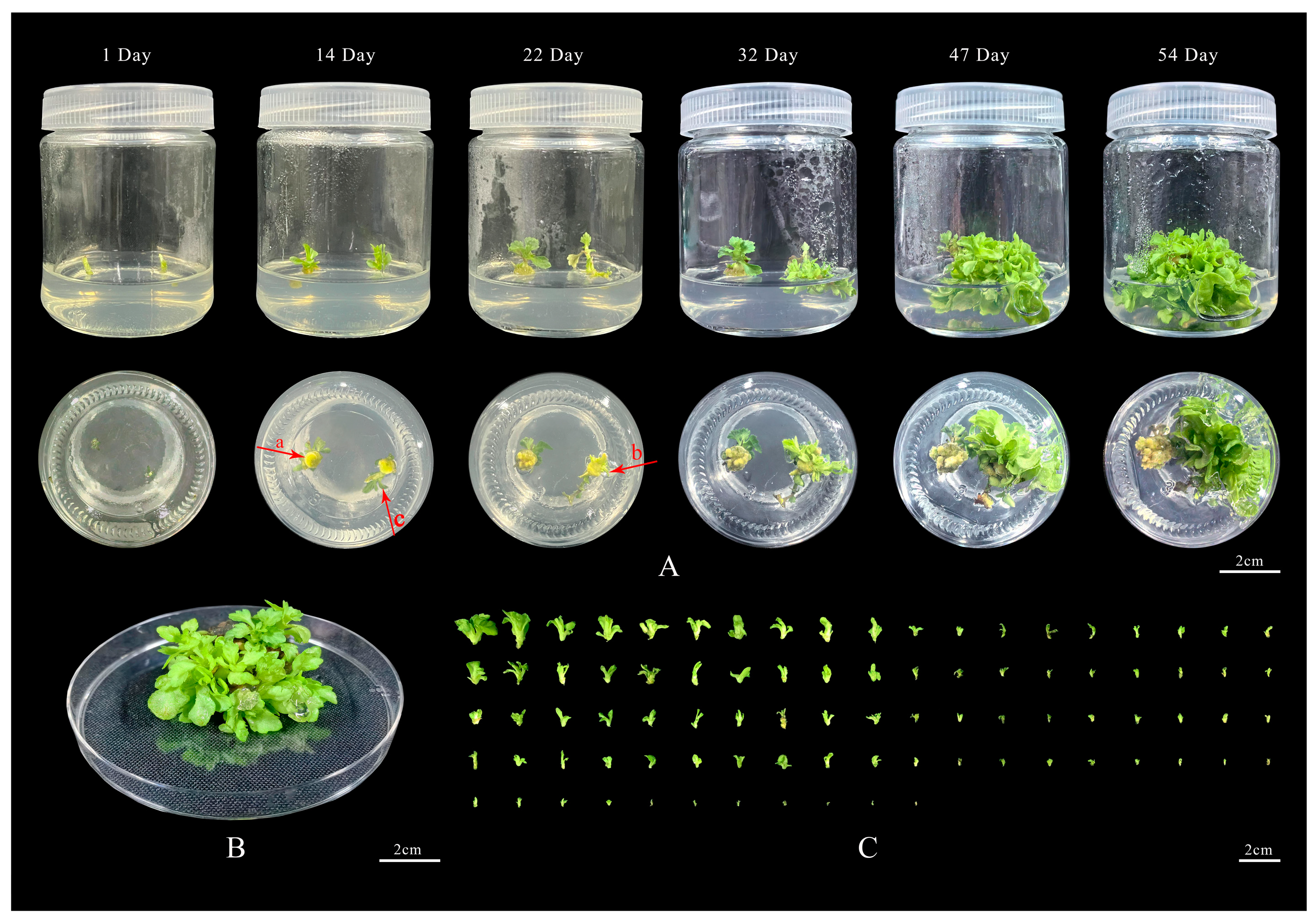 Plants 13 02403 g002