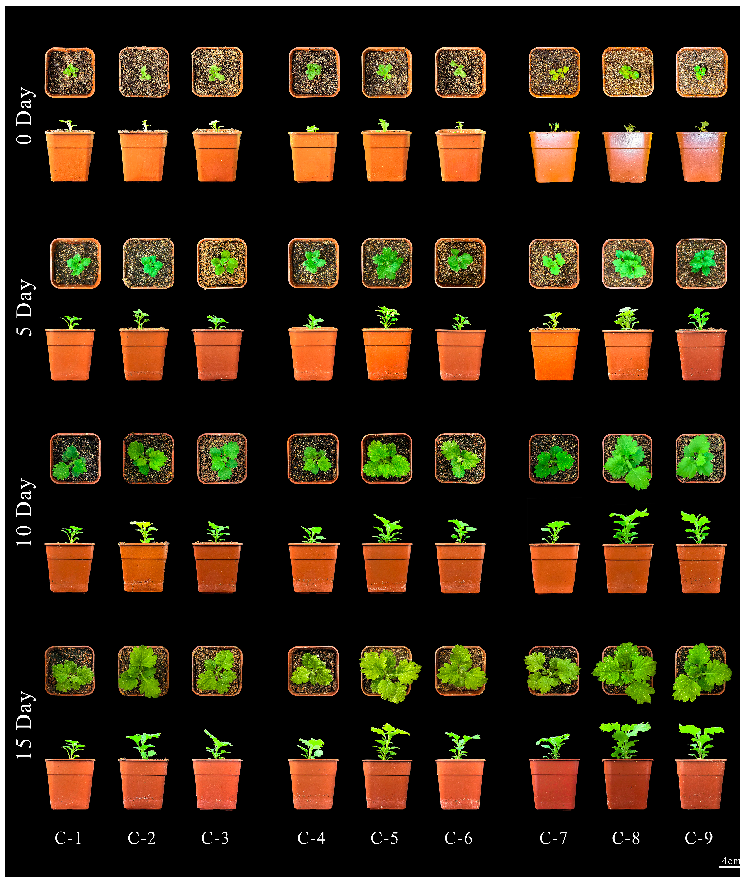 Plants 13 02403 g007