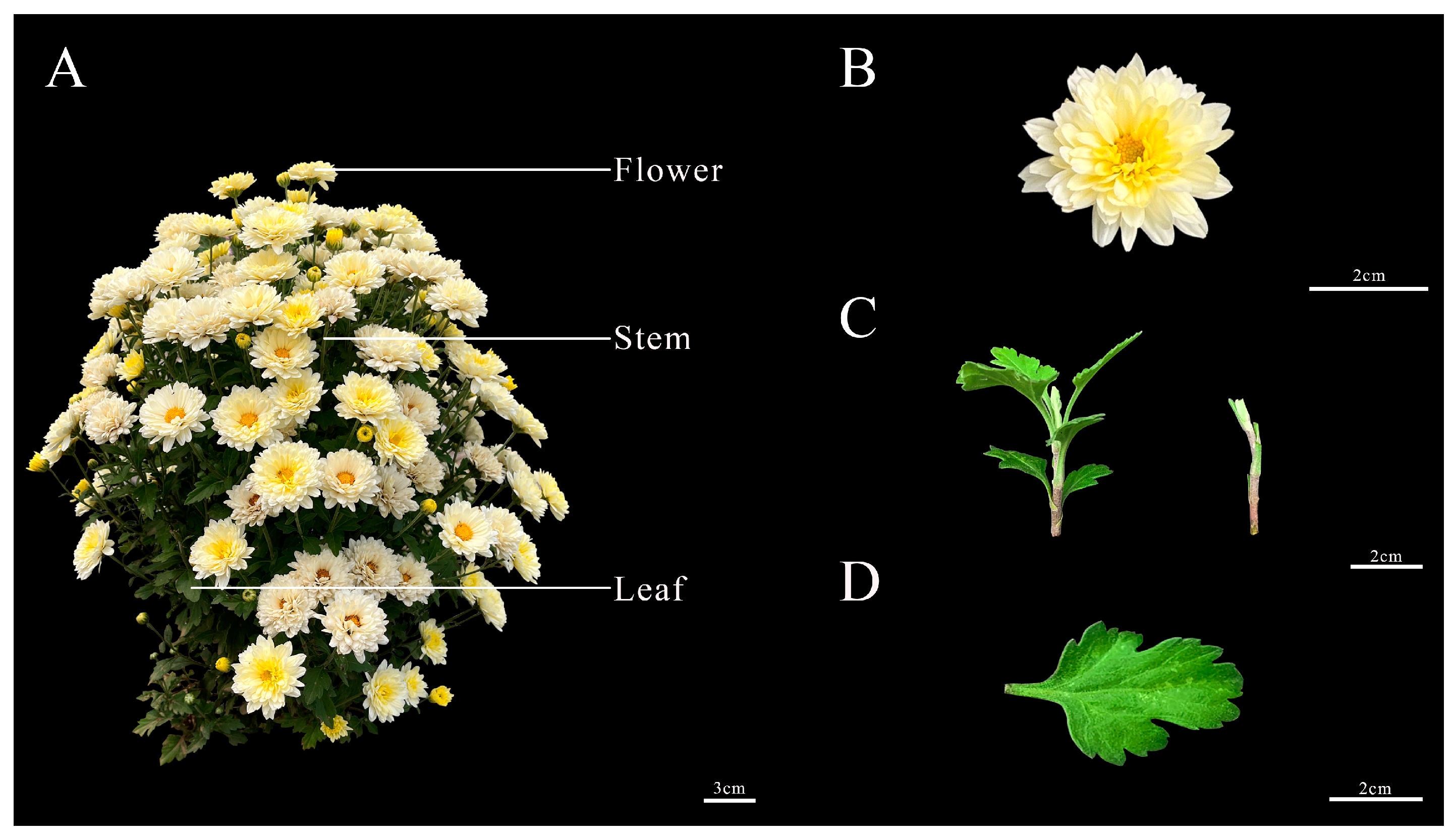 Plants 13 02403 g009