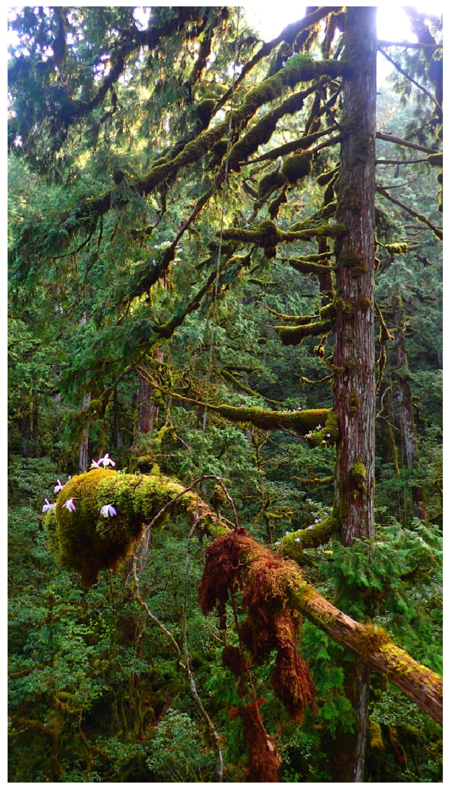 Plants 13 02414 g002