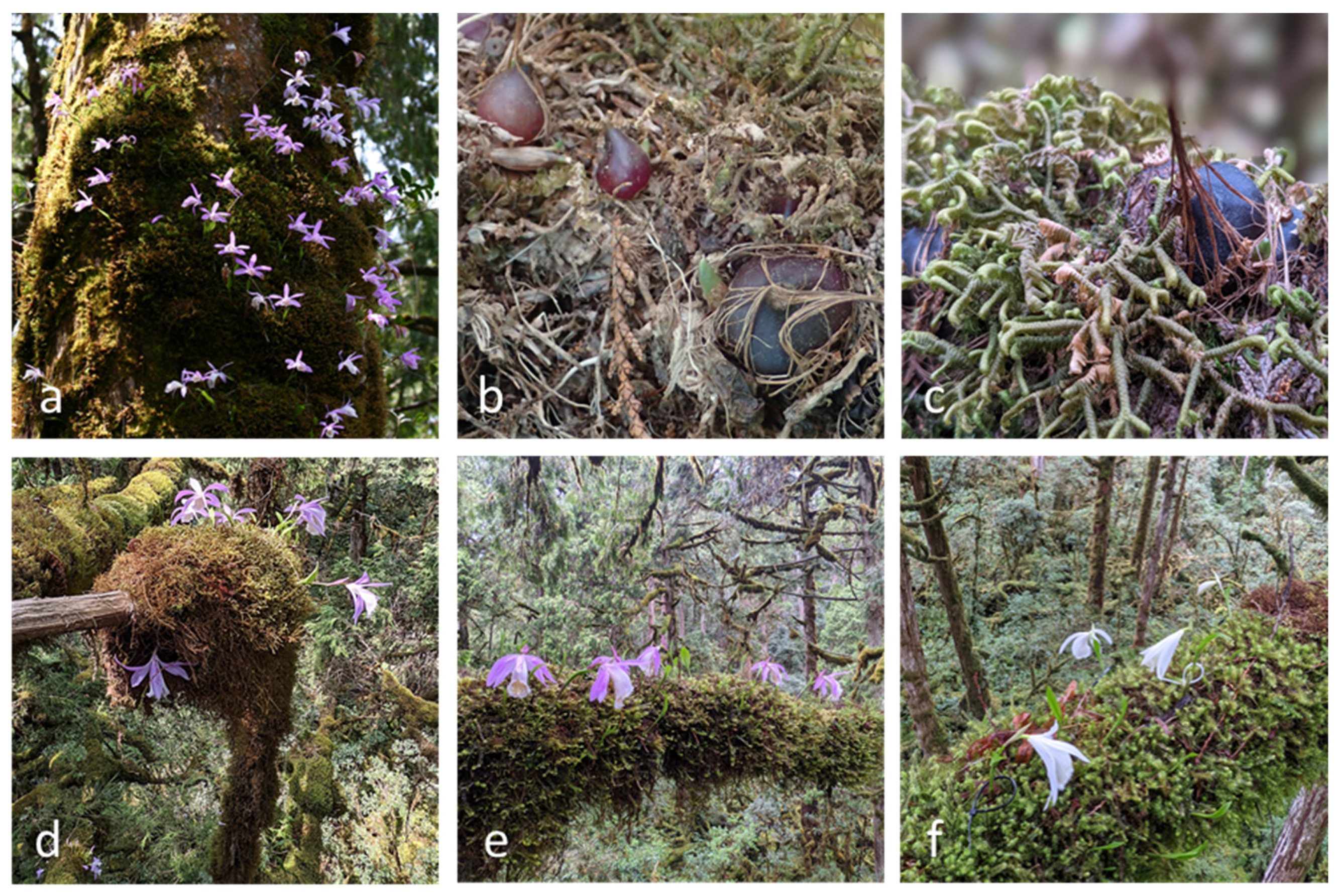 Plants 13 02414 g009