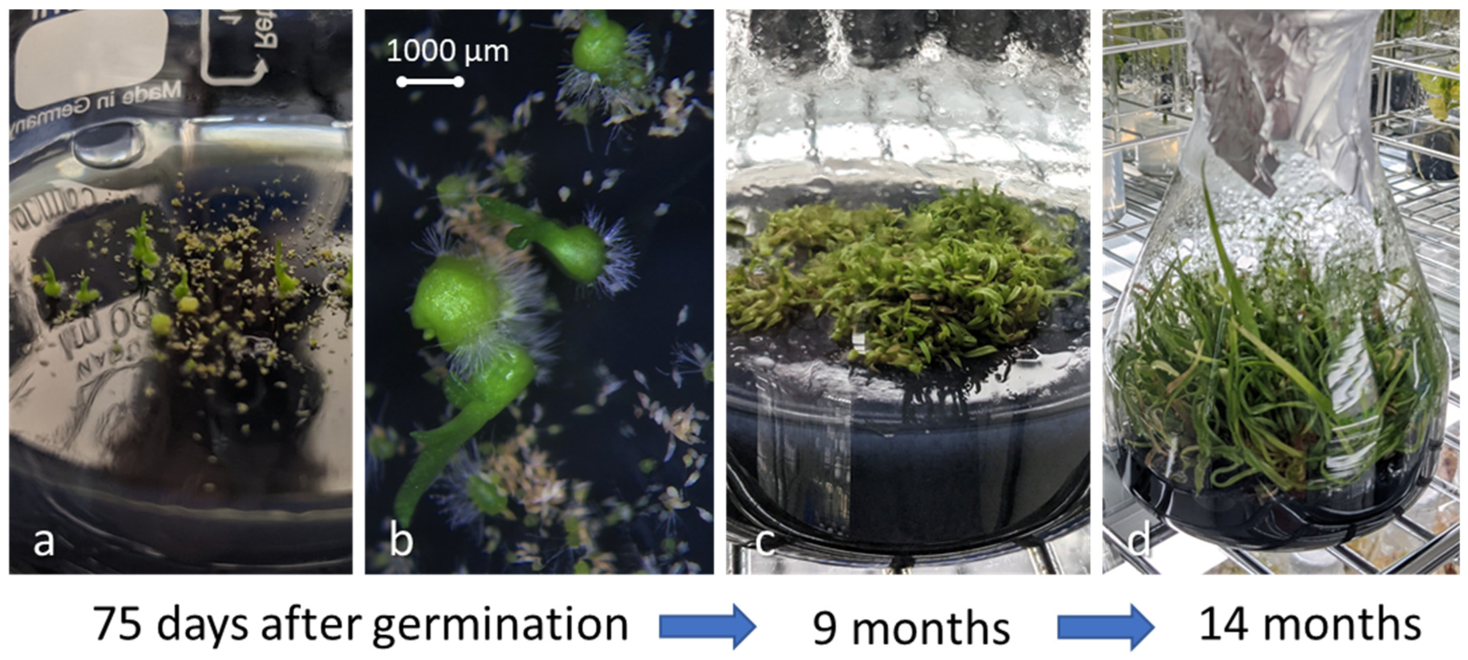 Plants 13 02414 g010