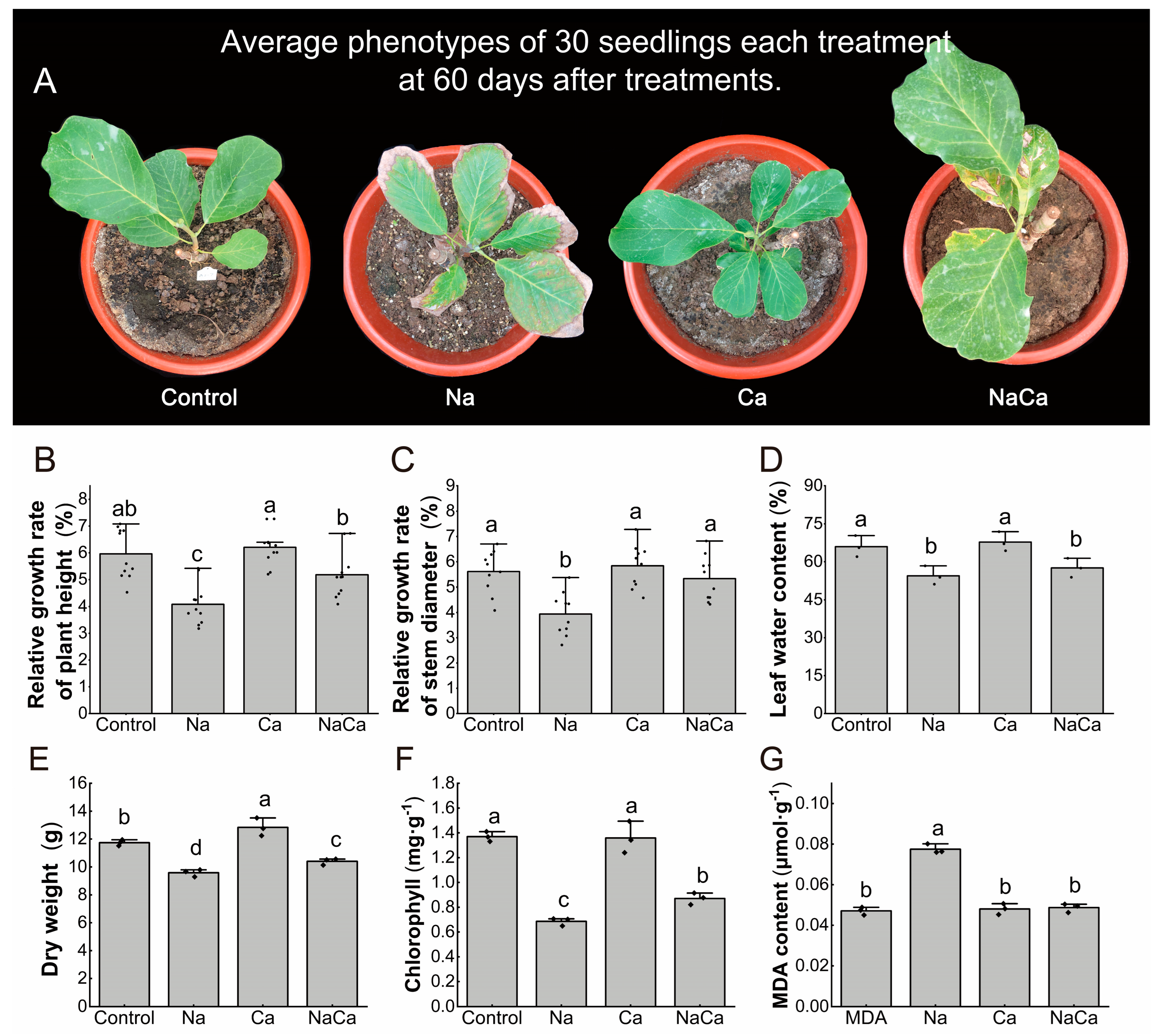 Plants 13 02418 g001