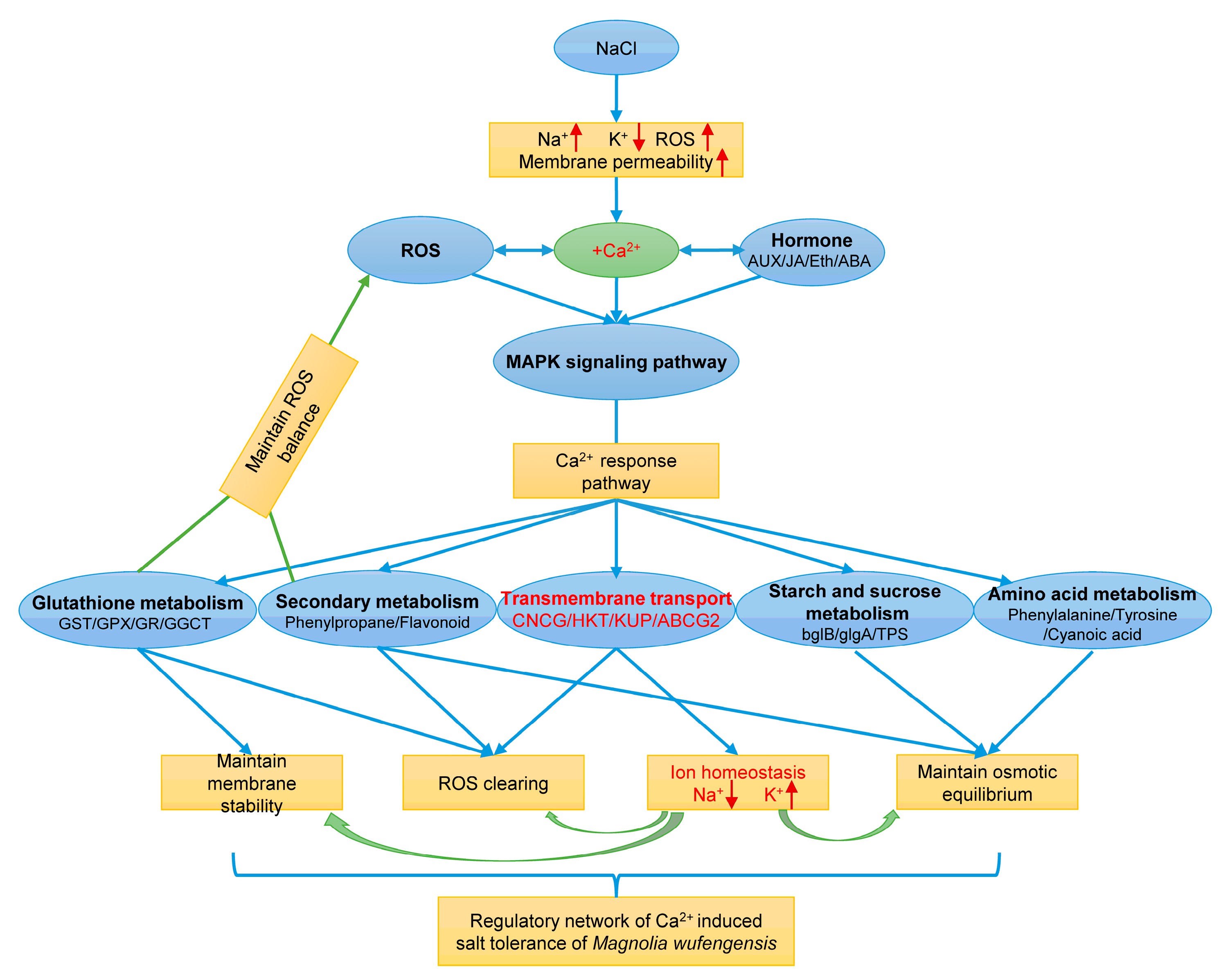 Plants 13 02418 g011