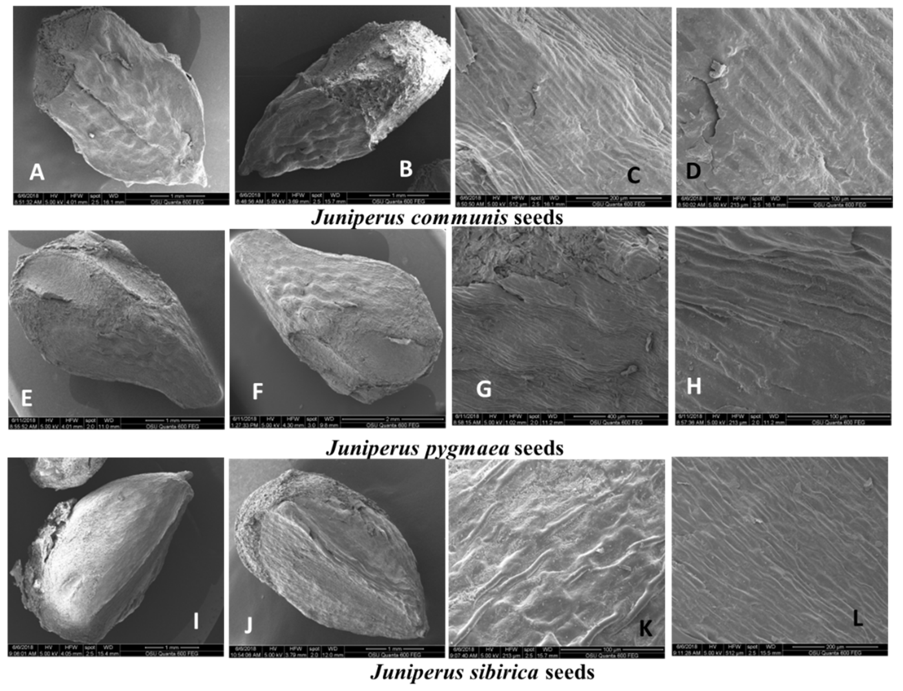 Plants 13 02419 g002