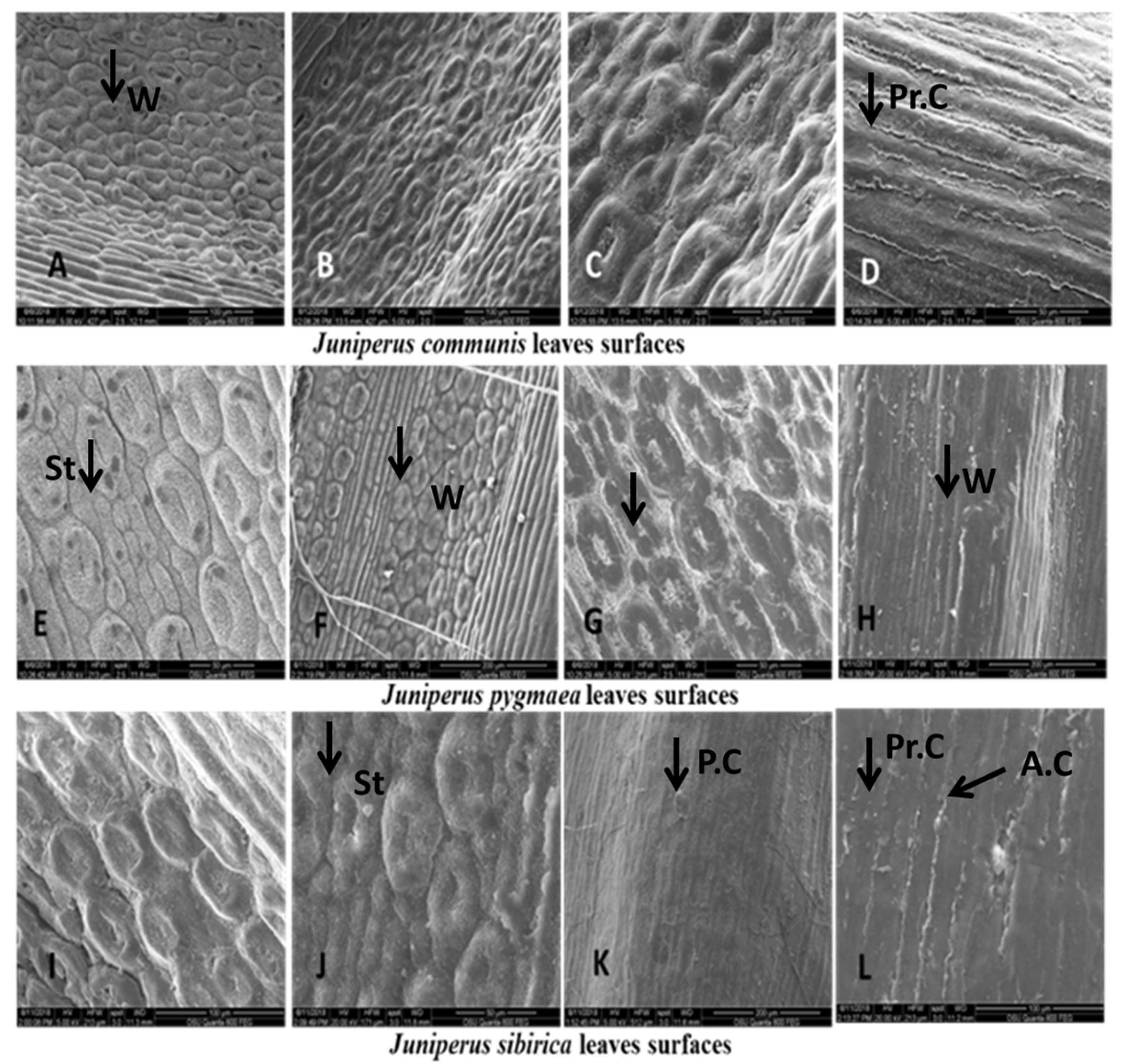 Plants 13 02419 g003