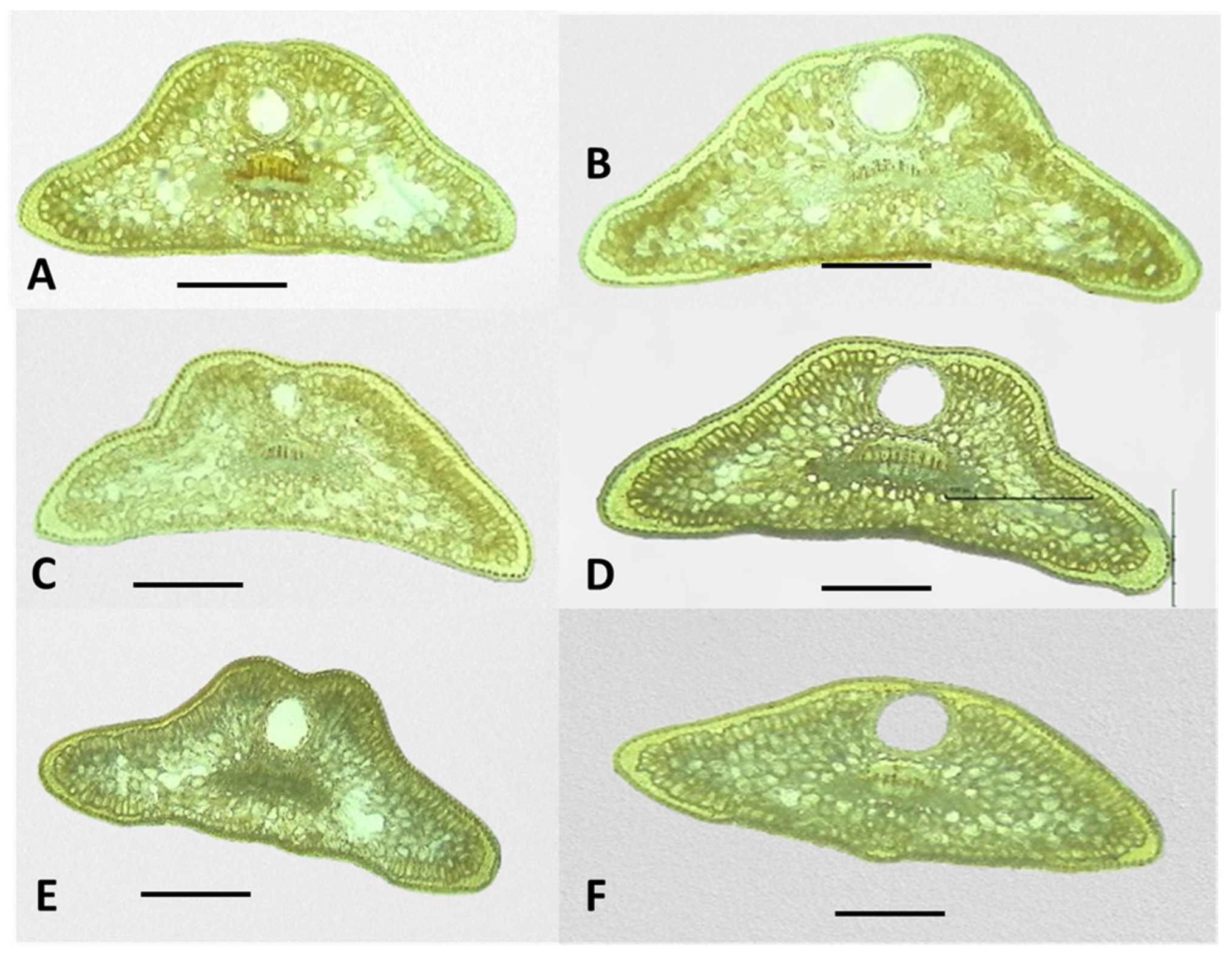 Plants 13 02419 g005