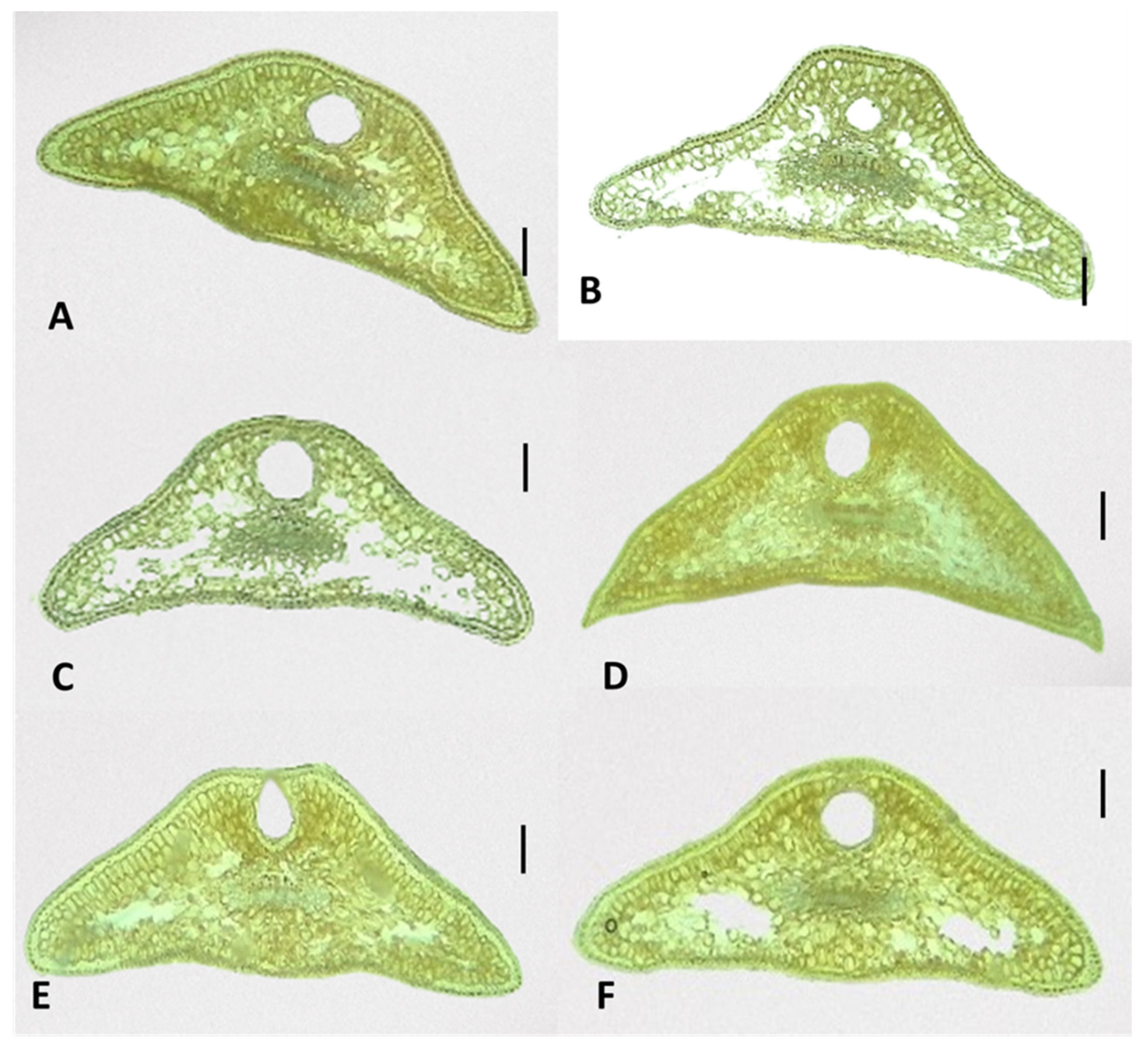 Plants 13 02419 g006