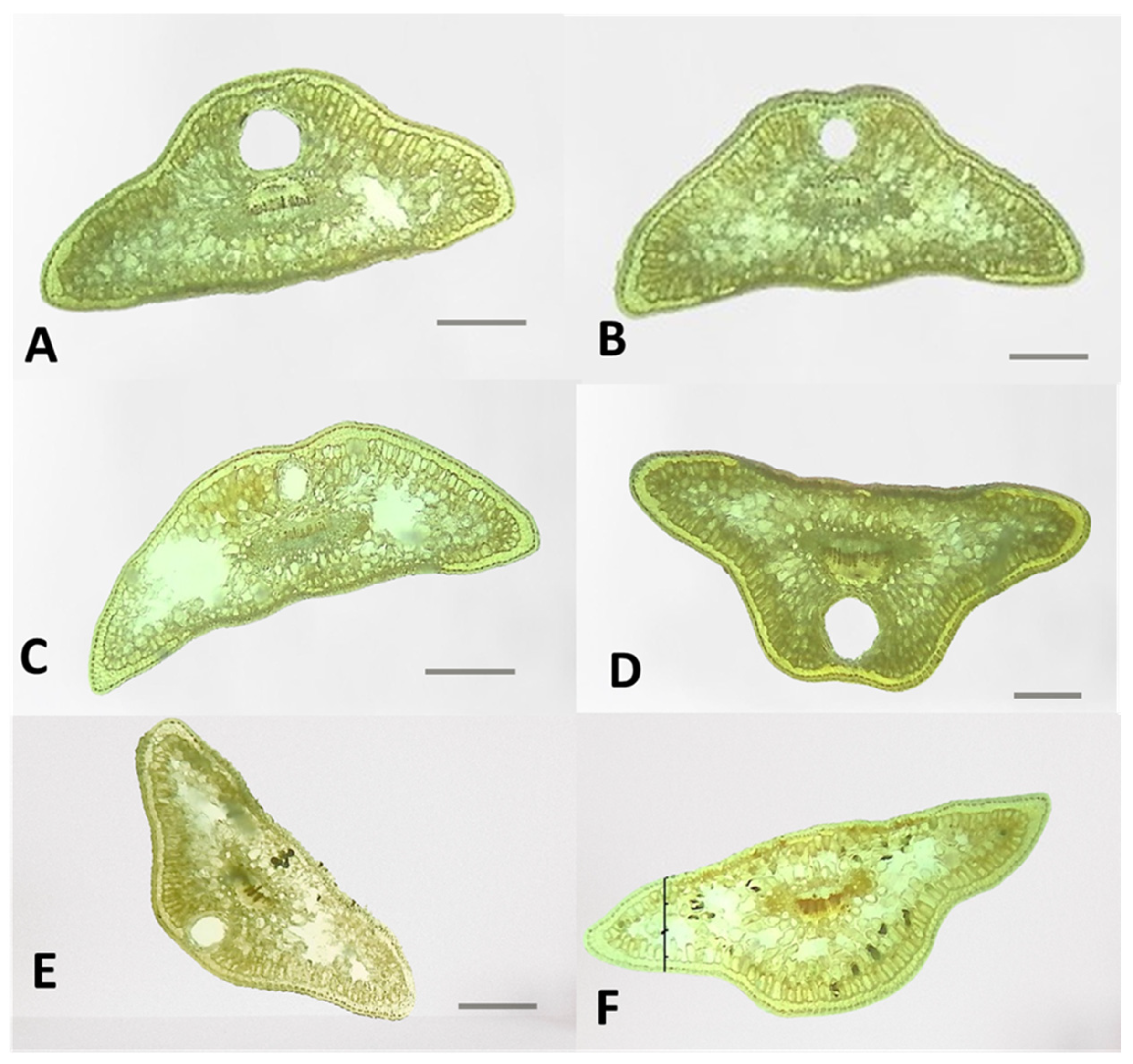 Plants 13 02419 g007