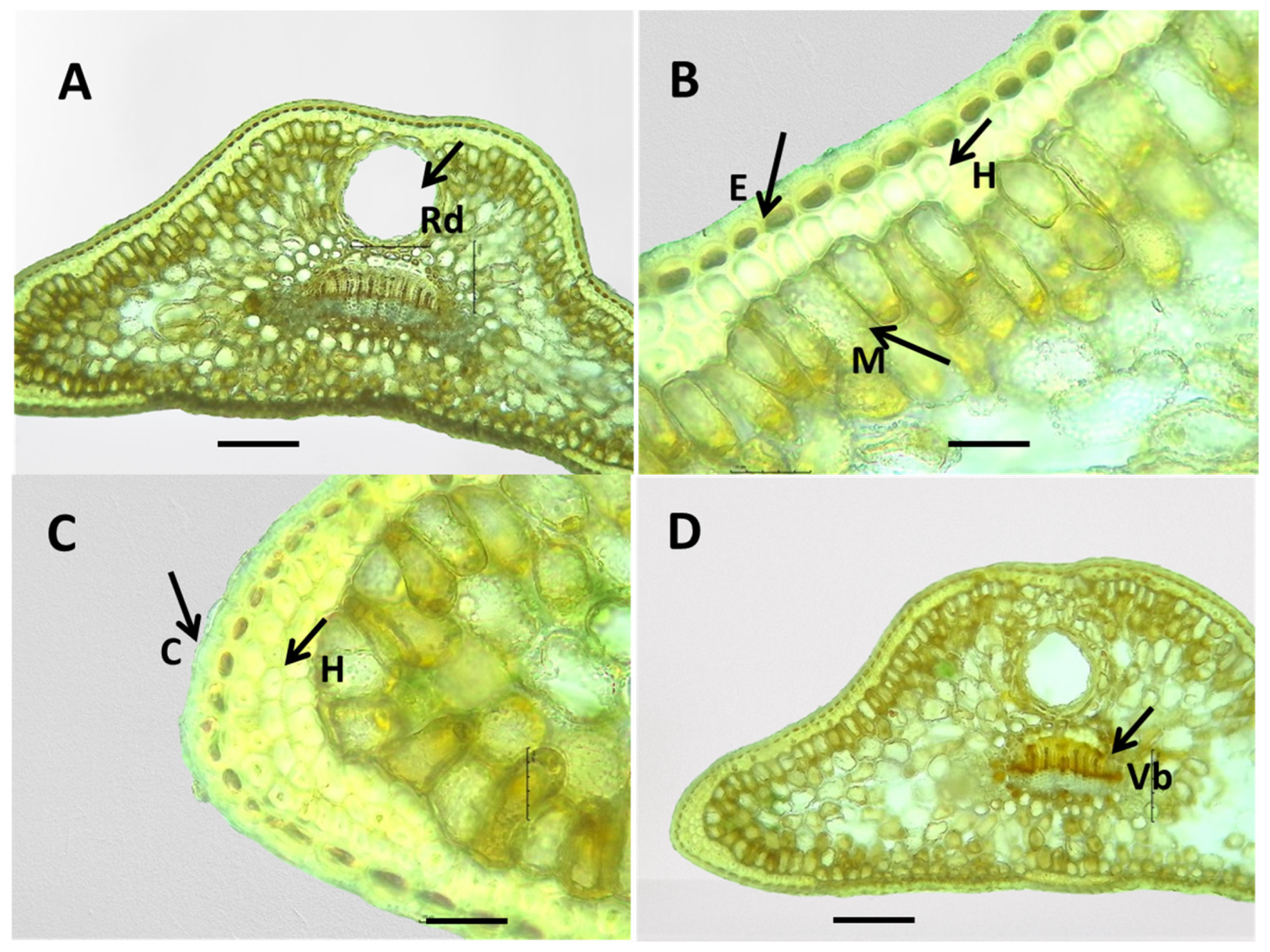 Plants 13 02419 g008