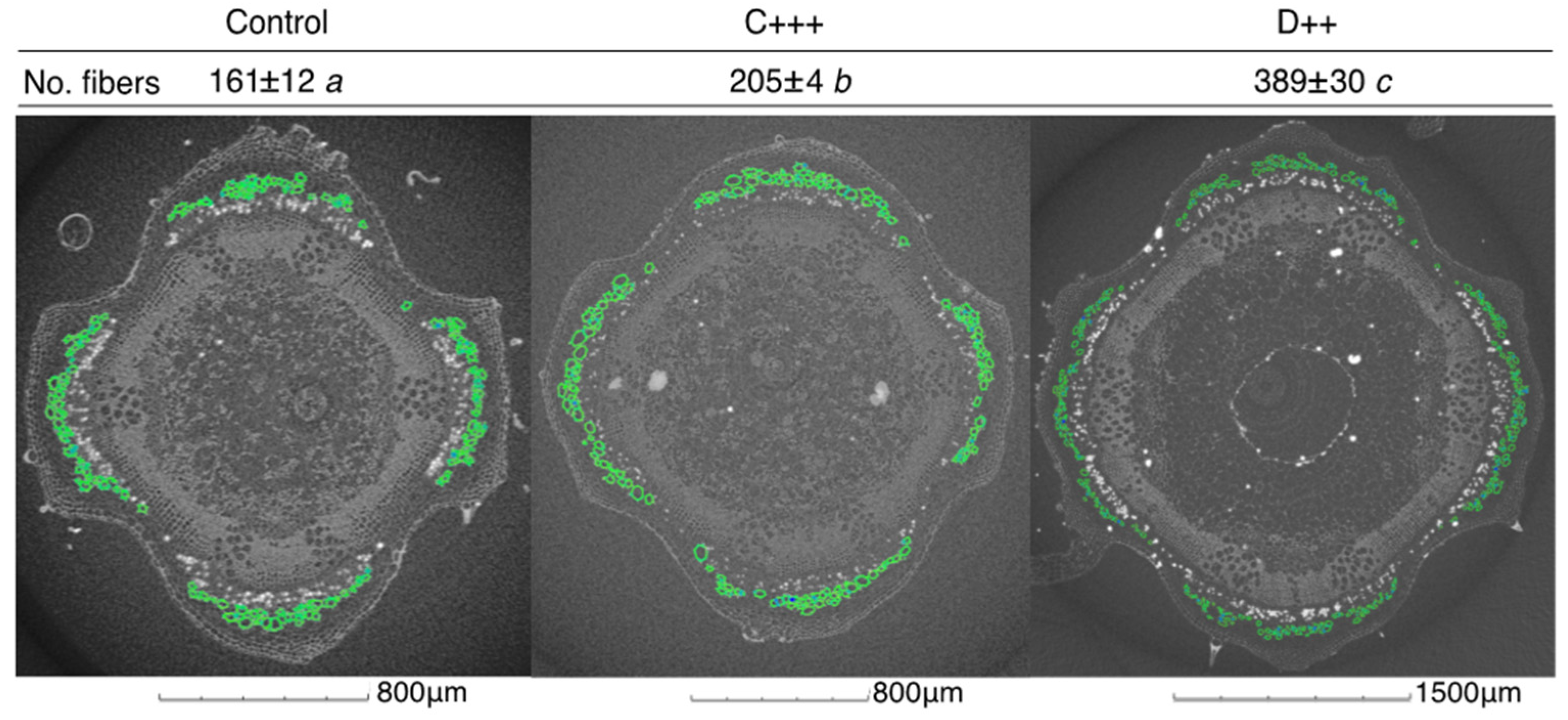 Plants 13 02425 g004