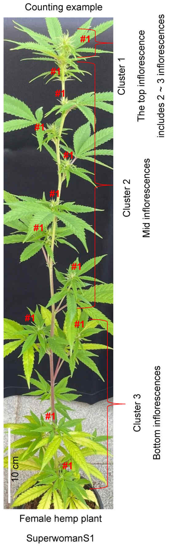 Characterization of Male Flower Induction by Silver Thiosulfate Foliar  Spray in Female Cannabis at the Middle Reproductive Stage for Breeding