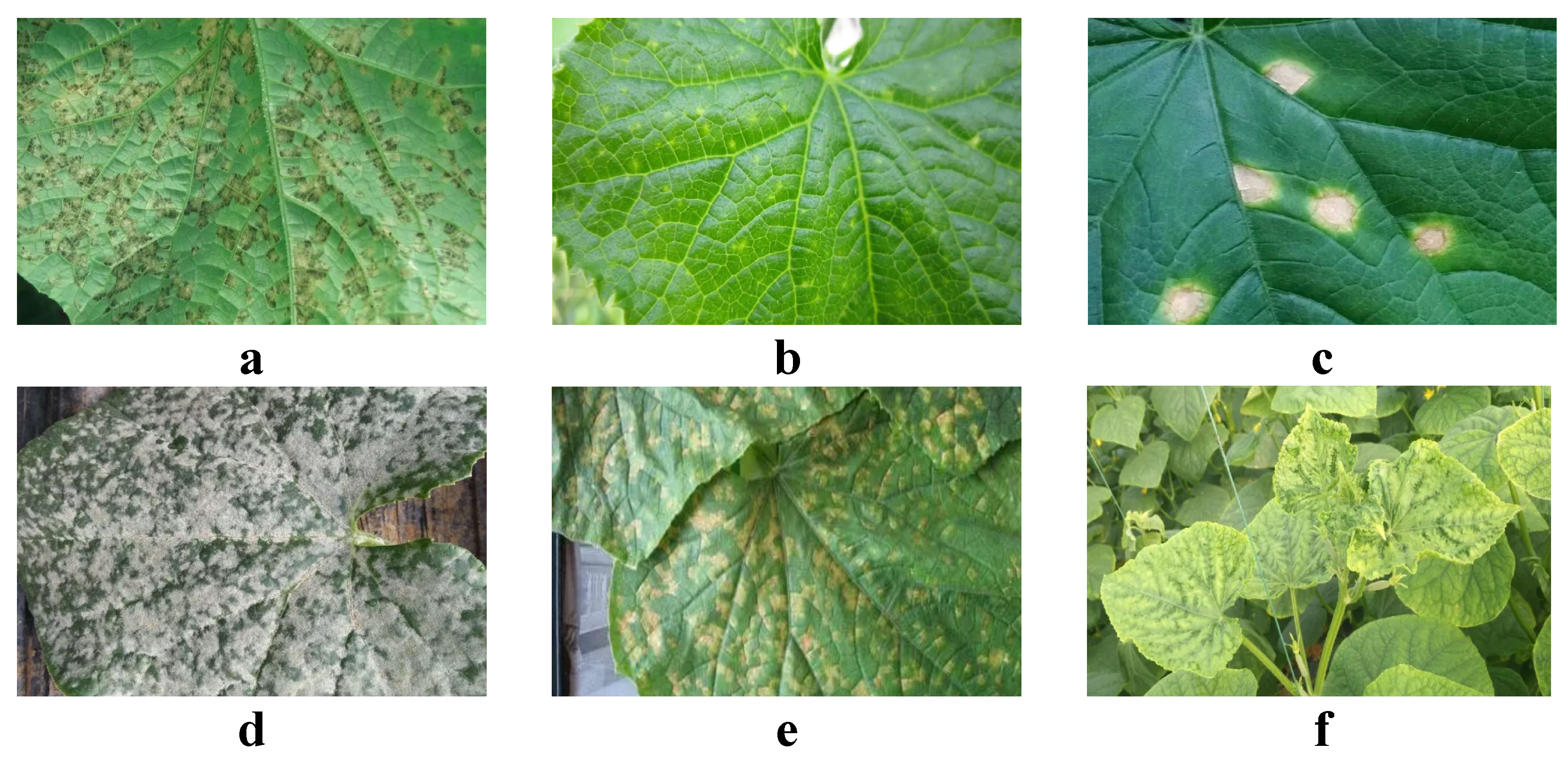 Plants 13 02435 g001