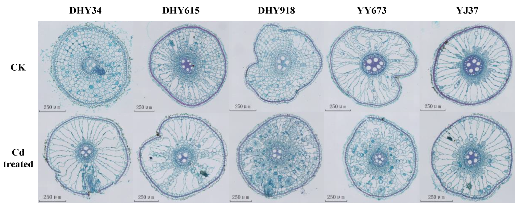 Plants 13 02457 g005