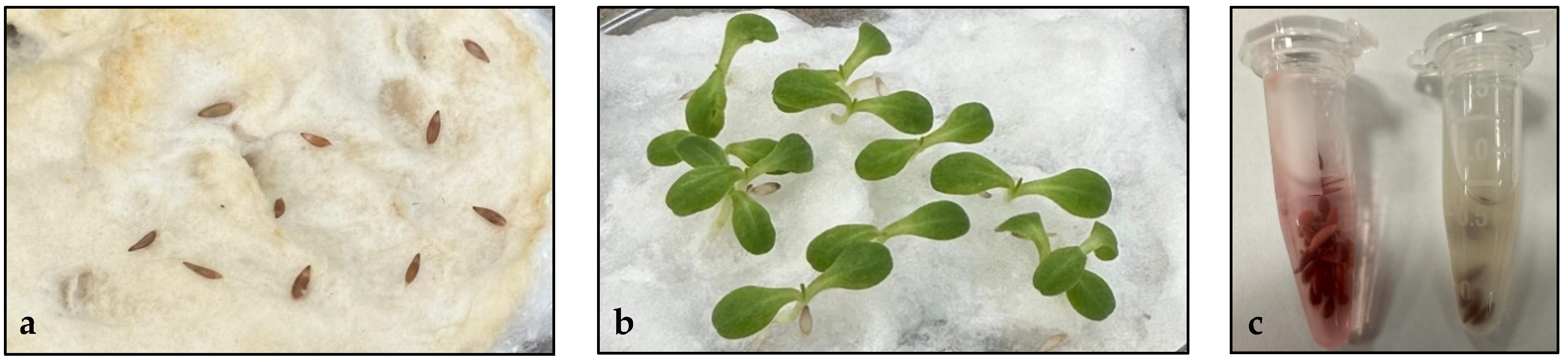 Plants 13 02460 g001