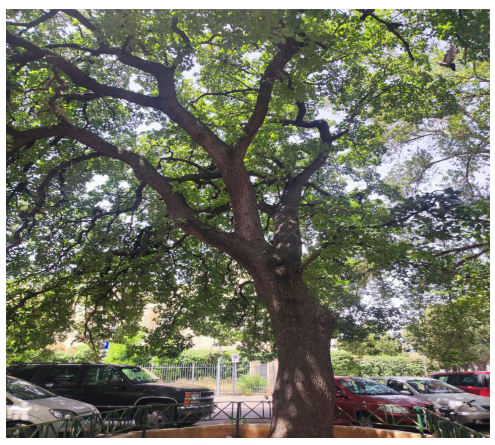 Plants 13 02463 g005