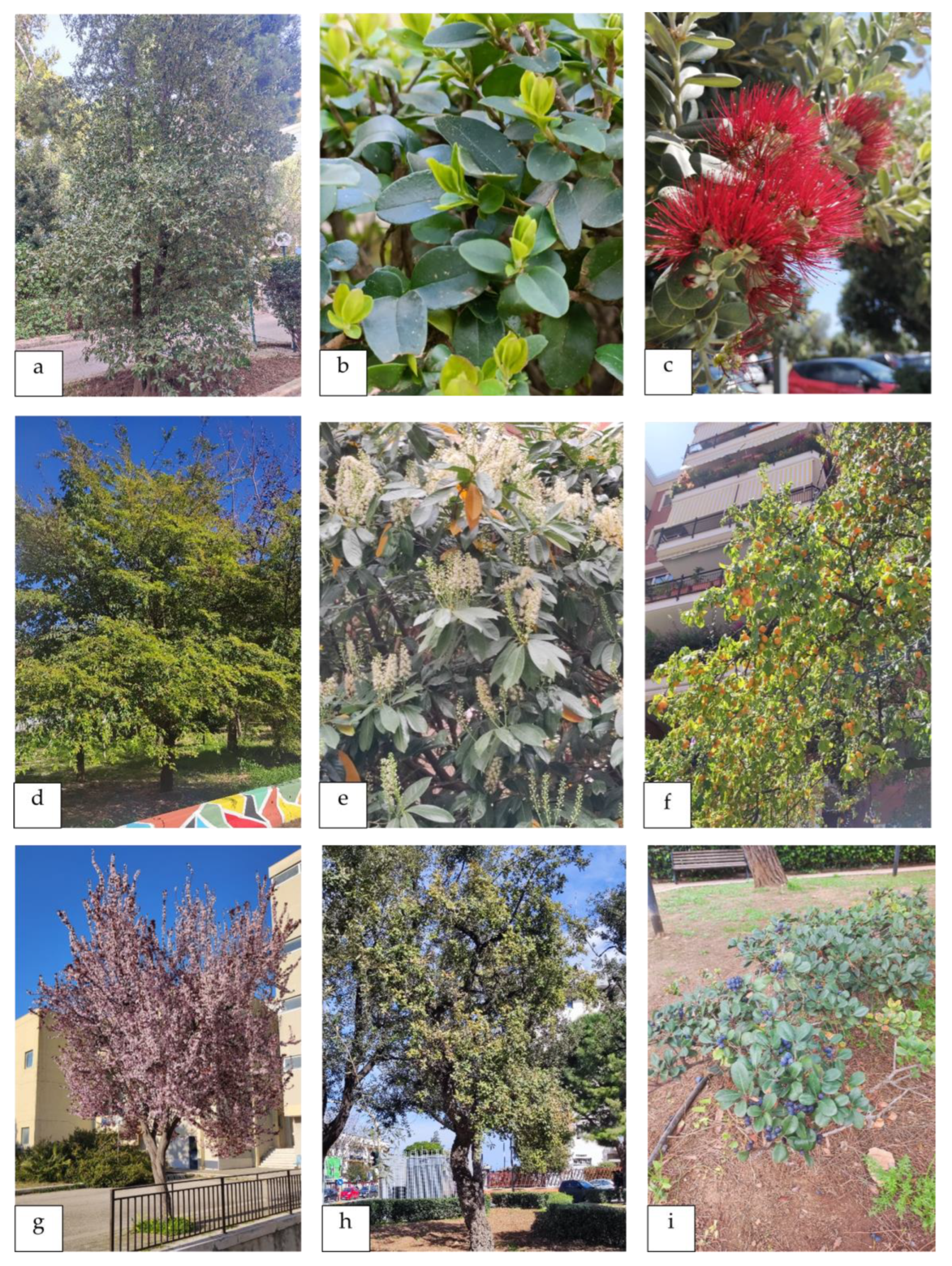 Plants 13 02463 g009