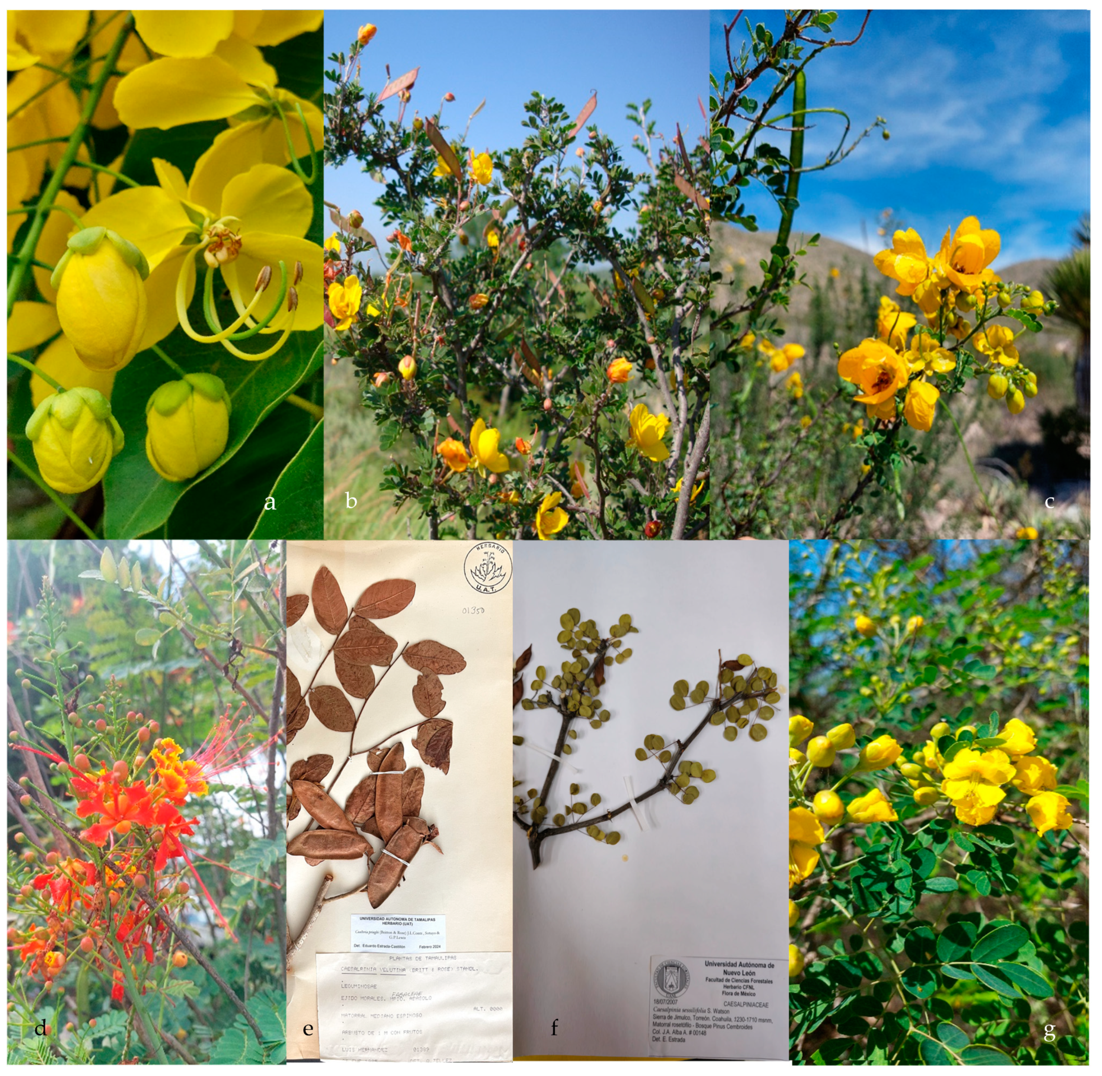 Plants 13 02477 g001