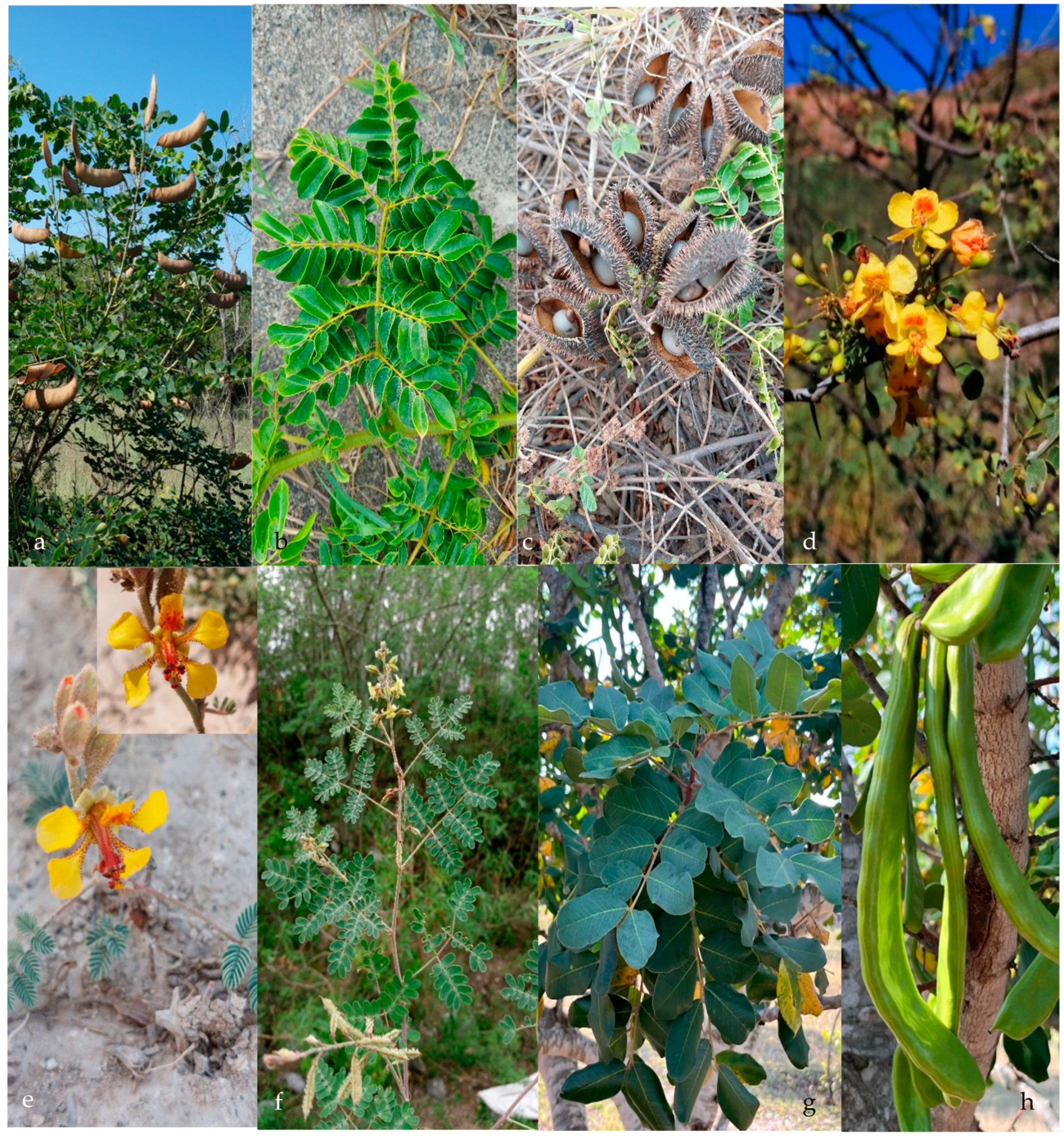 Plants 13 02477 g002