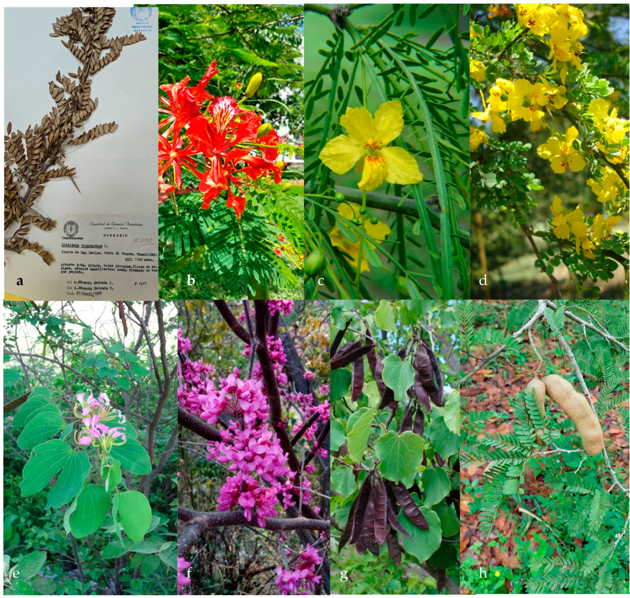 Plants 13 02477 g003