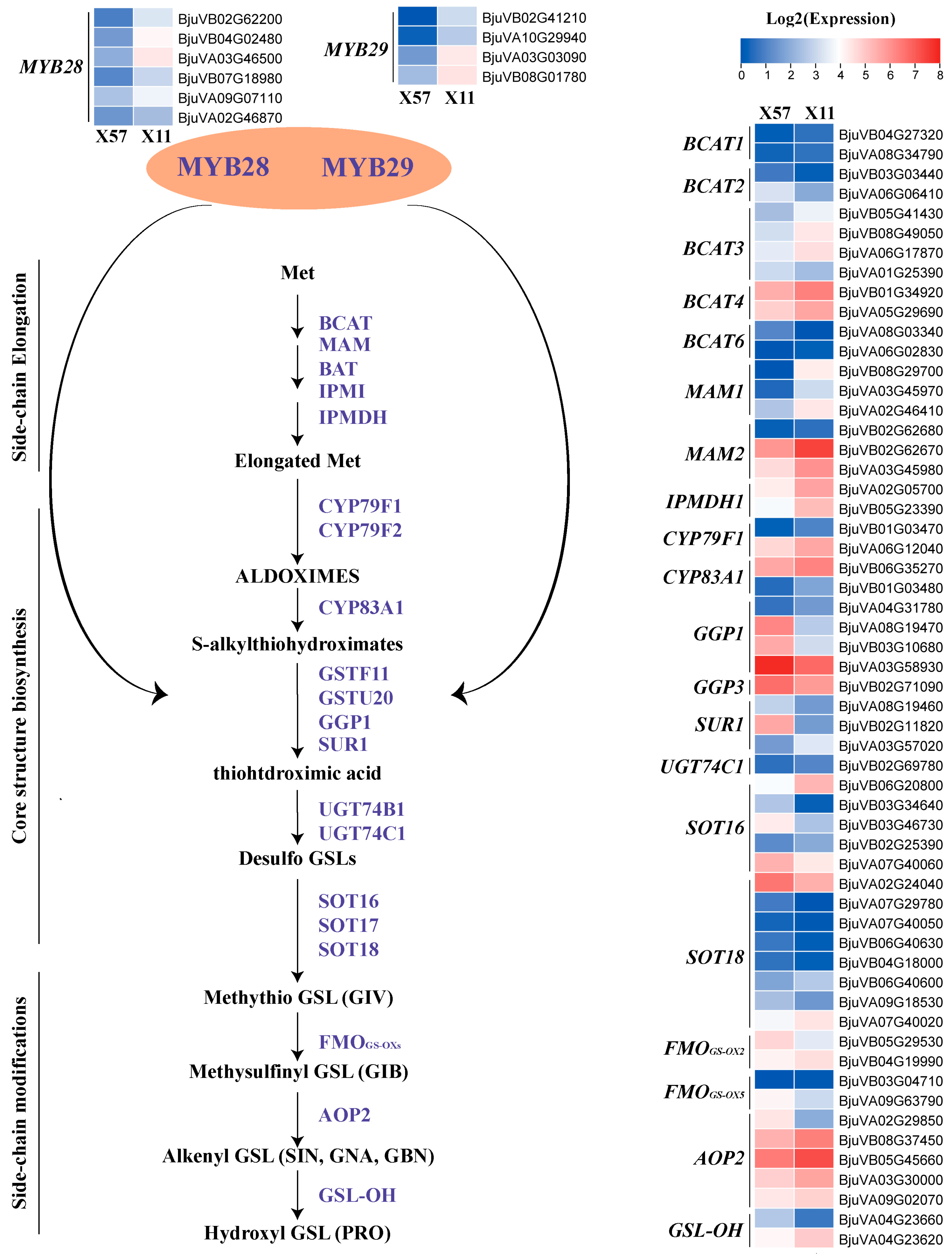 Plants 13 02481 g004
