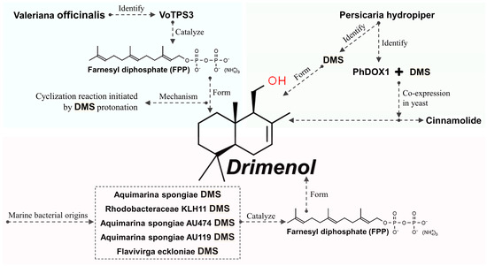 Unveiling Drimenol: A Phytochemical with Multifaceted