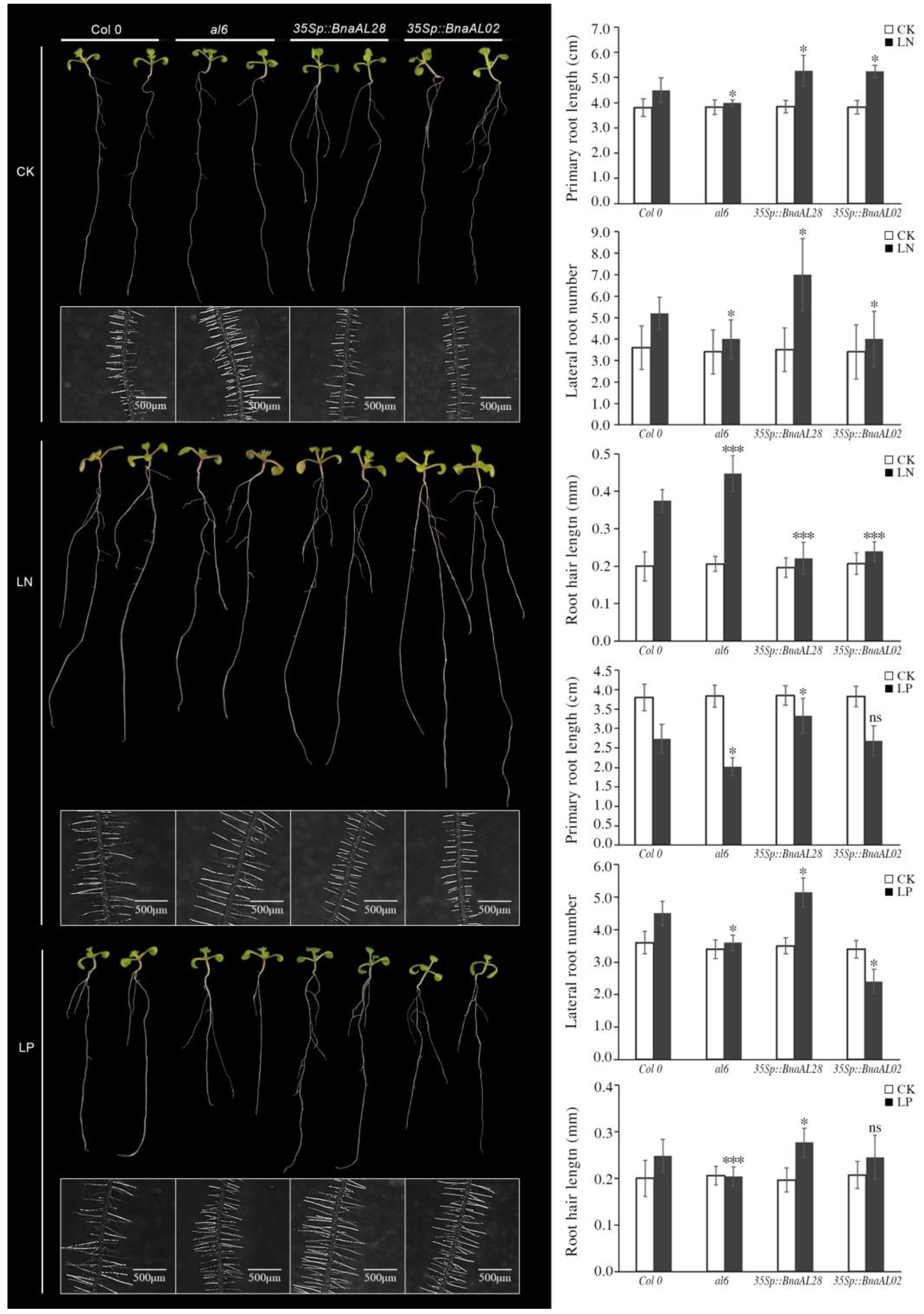 Plants 13 02493 g007