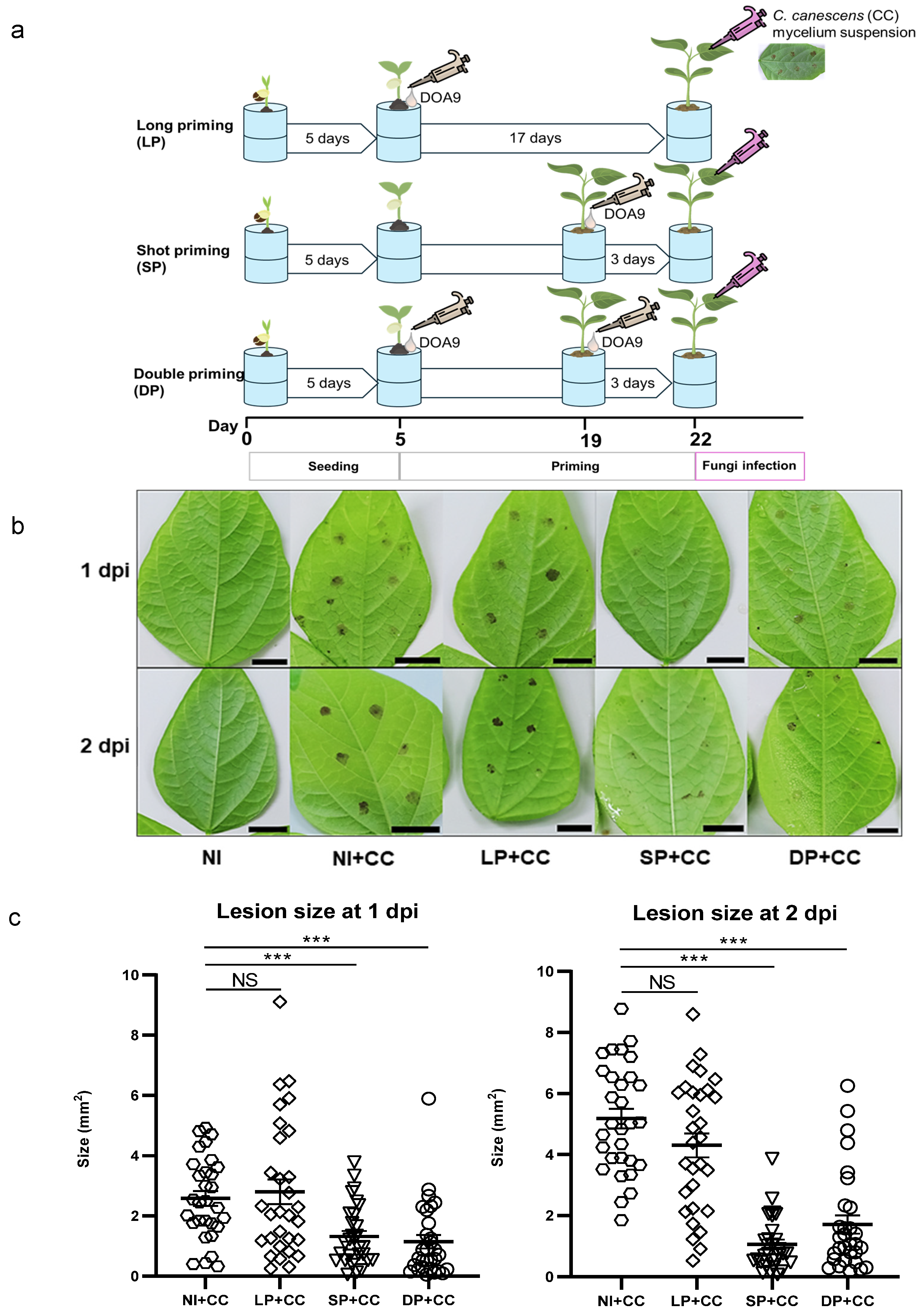 Plants 13 02495 g001
