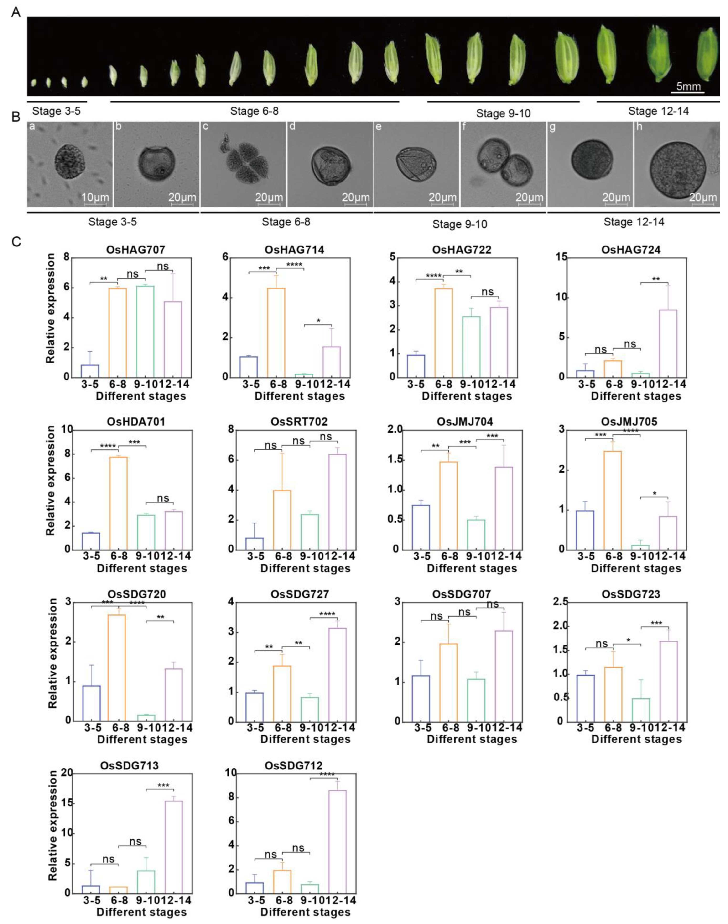 Plants 13 02496 g011 Plants 13 02496 g011