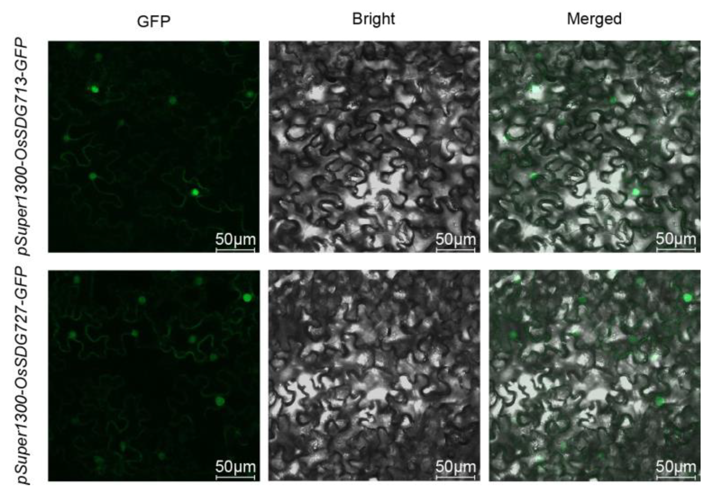 Plants 13 02496 g012 Plants 13 02496 g012