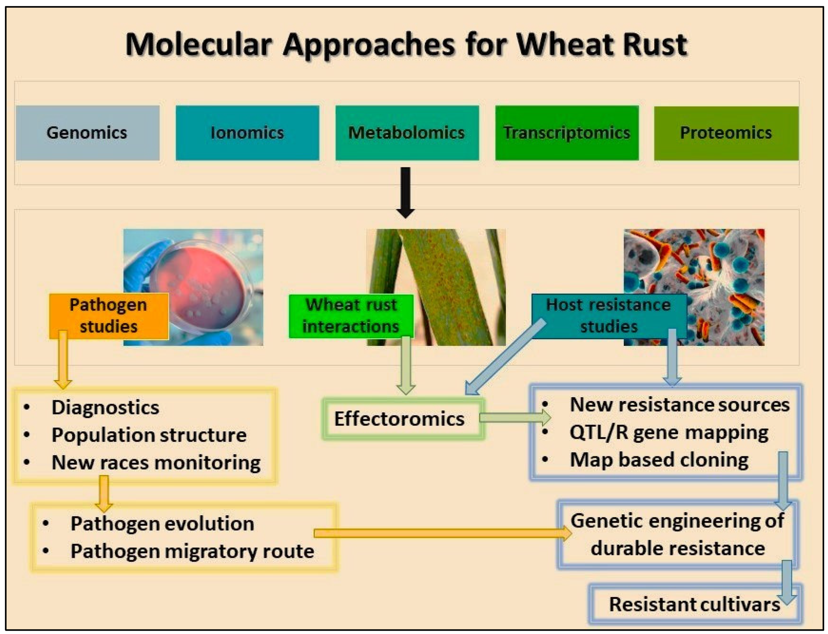 Plants 13 02502 g001