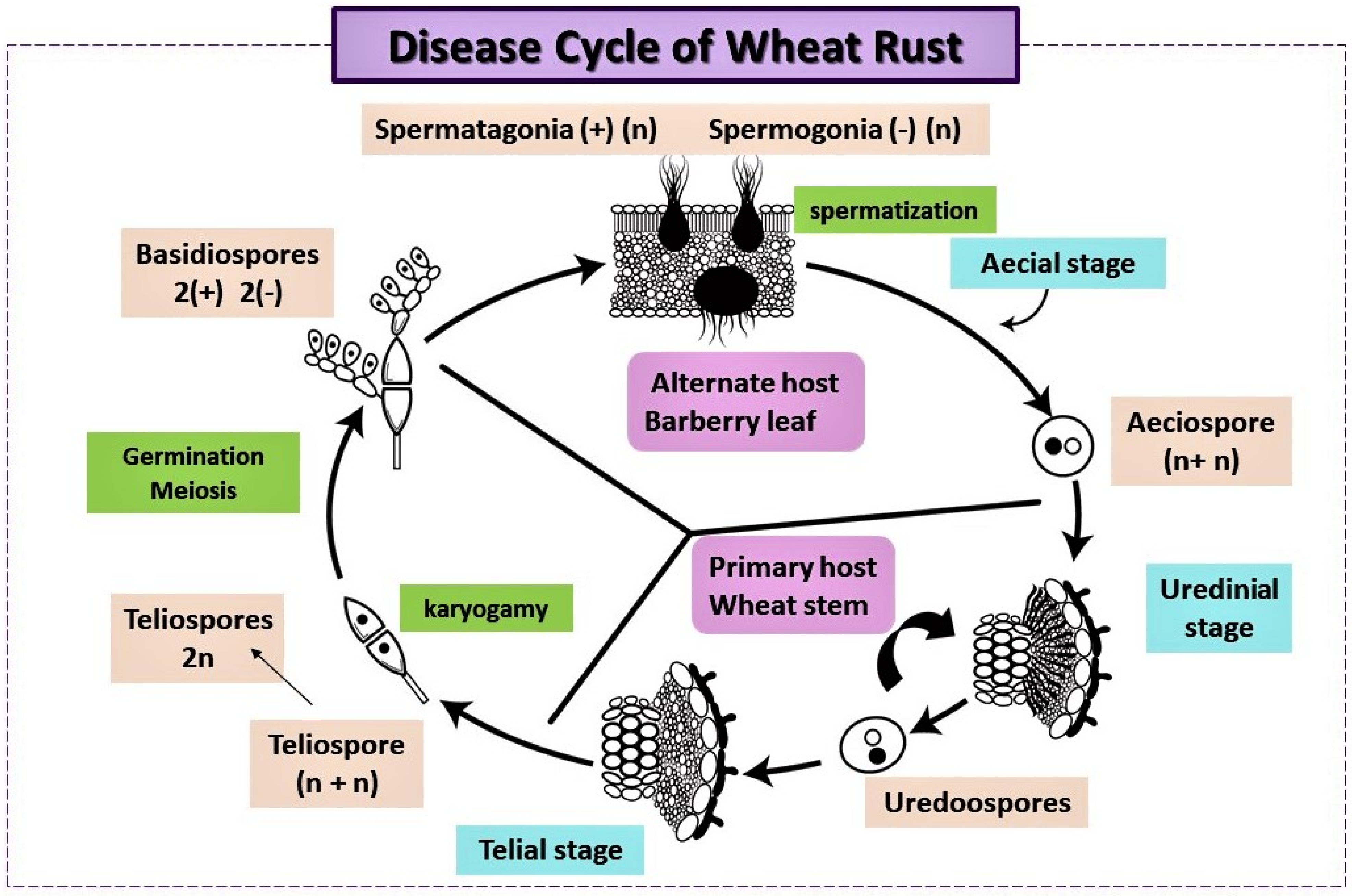 Plants 13 02502 g002