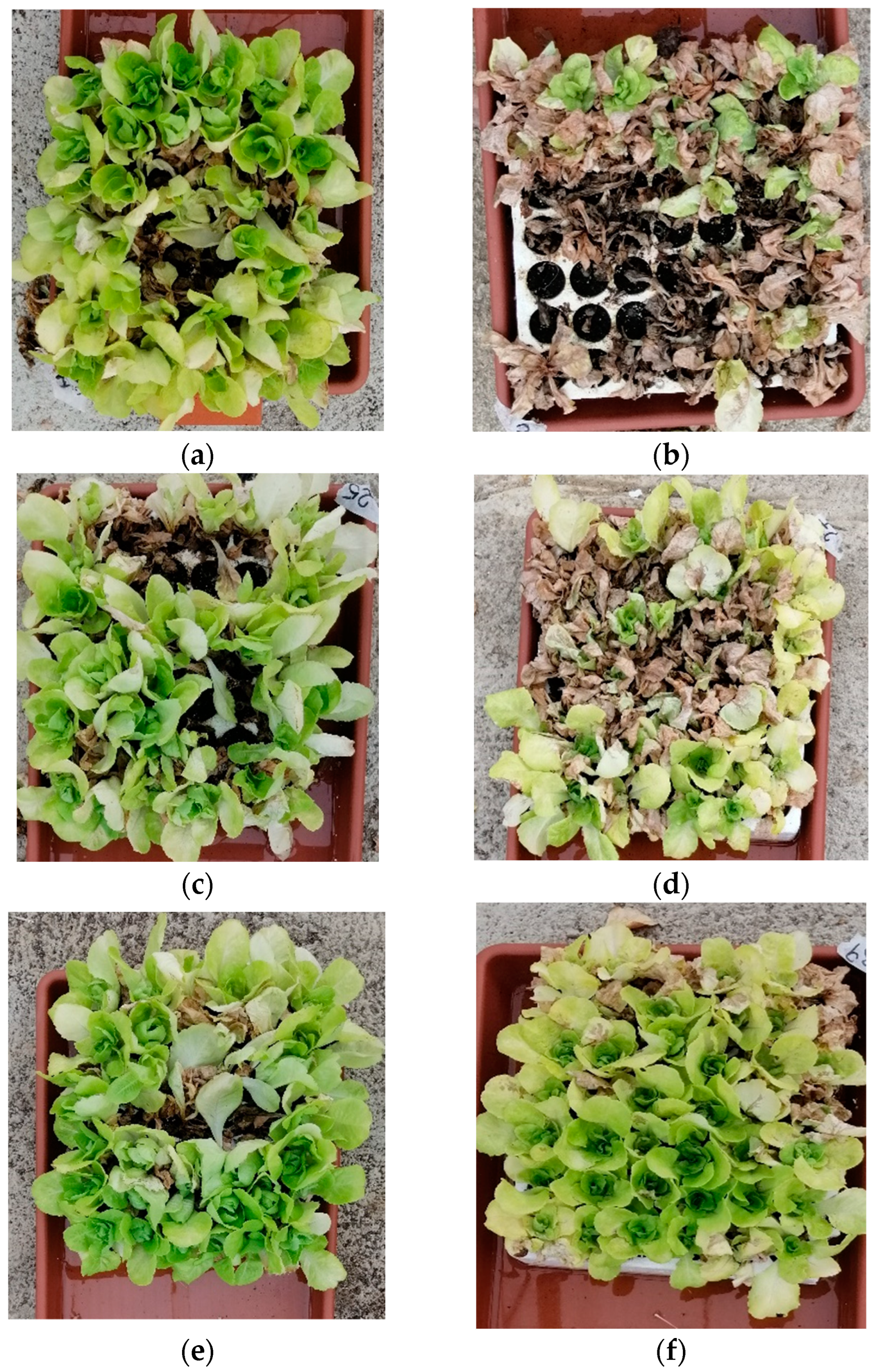 Plants 13 02505 g002