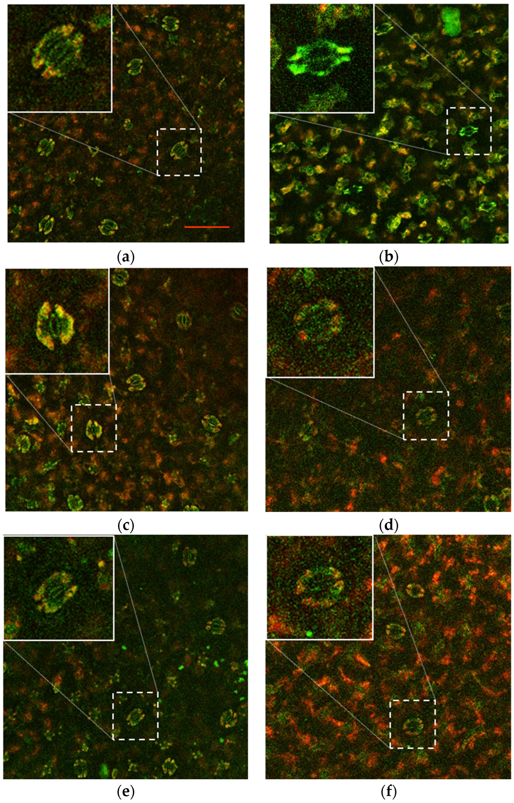 Plants 13 02505 g006