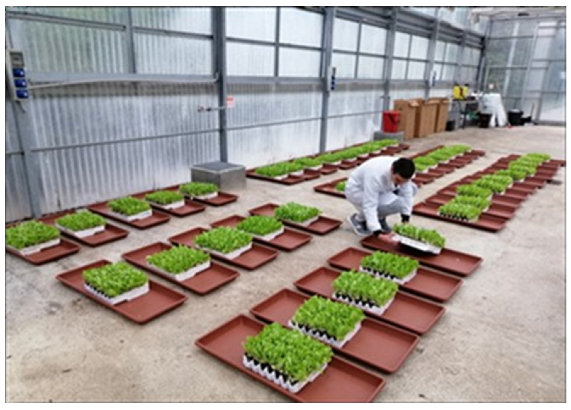 Plants 13 02505 g012