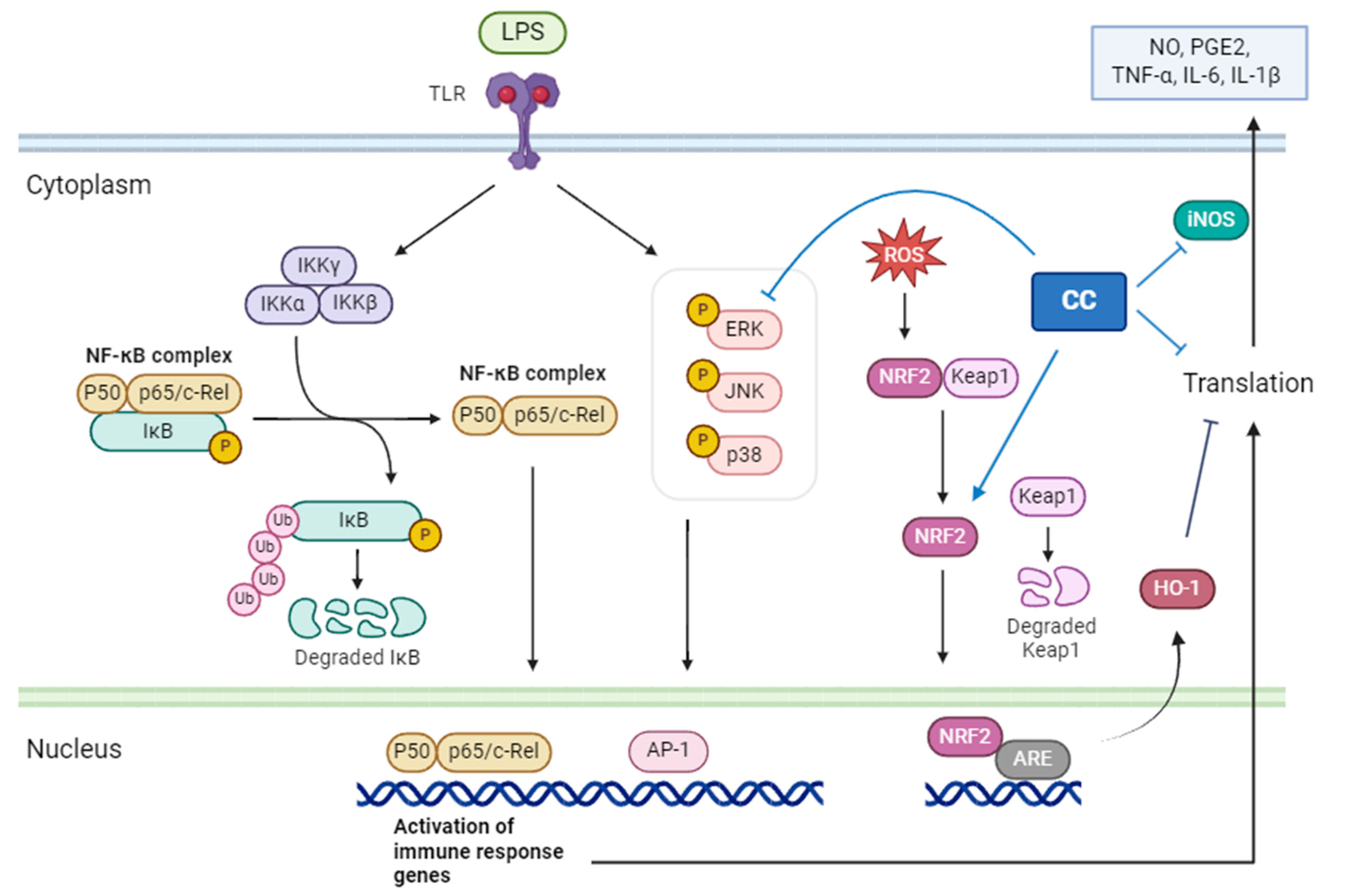 Plants 13 02506 g011