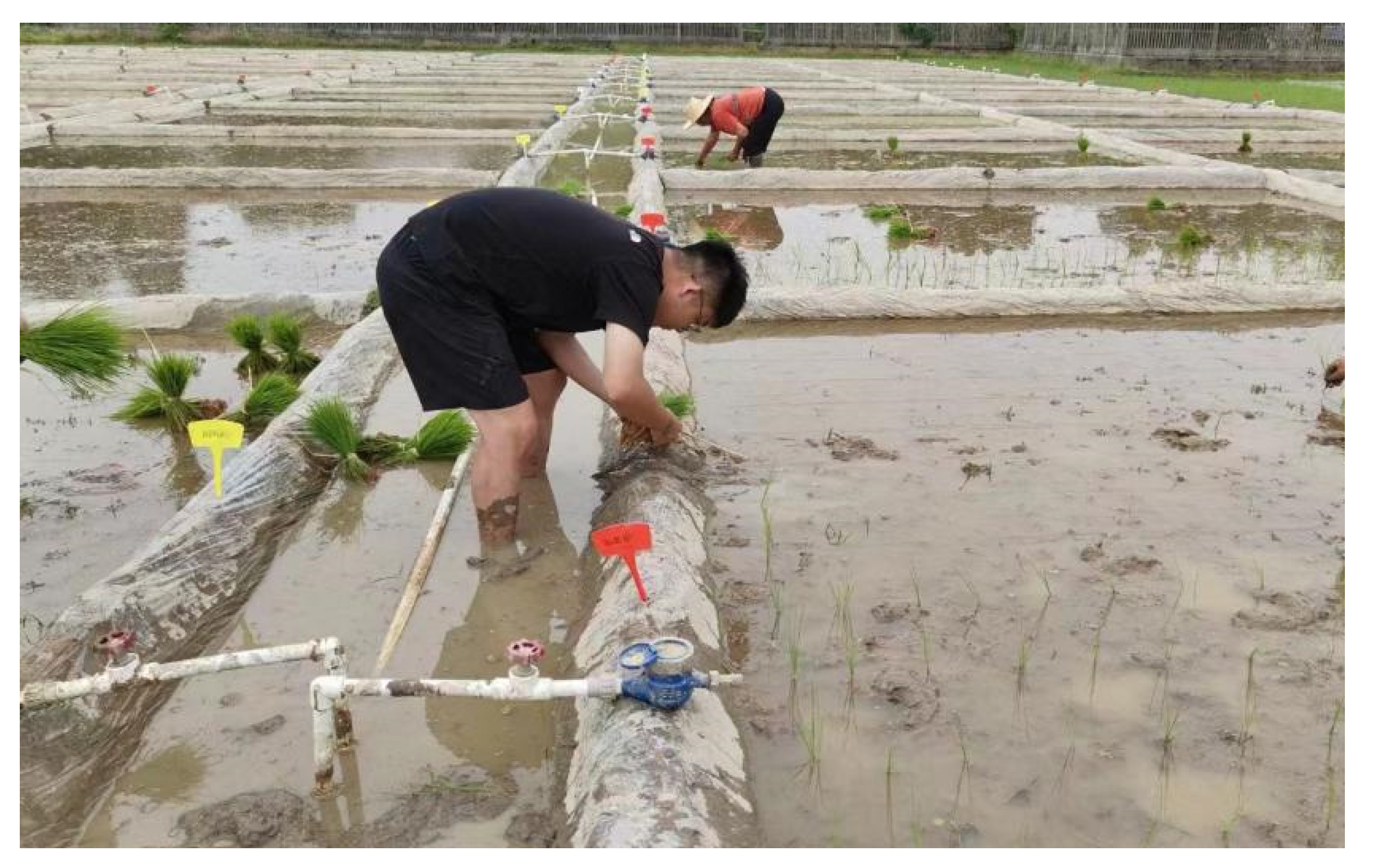 Plants 13 02518 g011