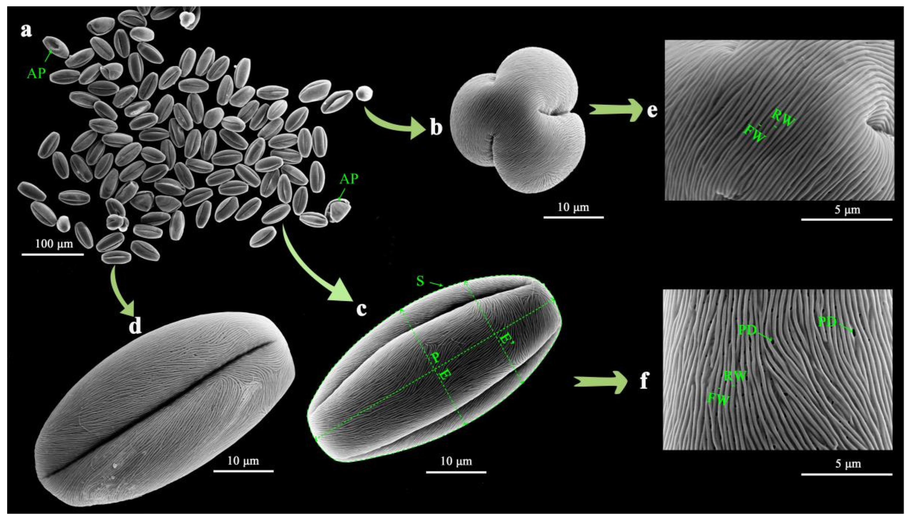 Plants 13 02522 g006