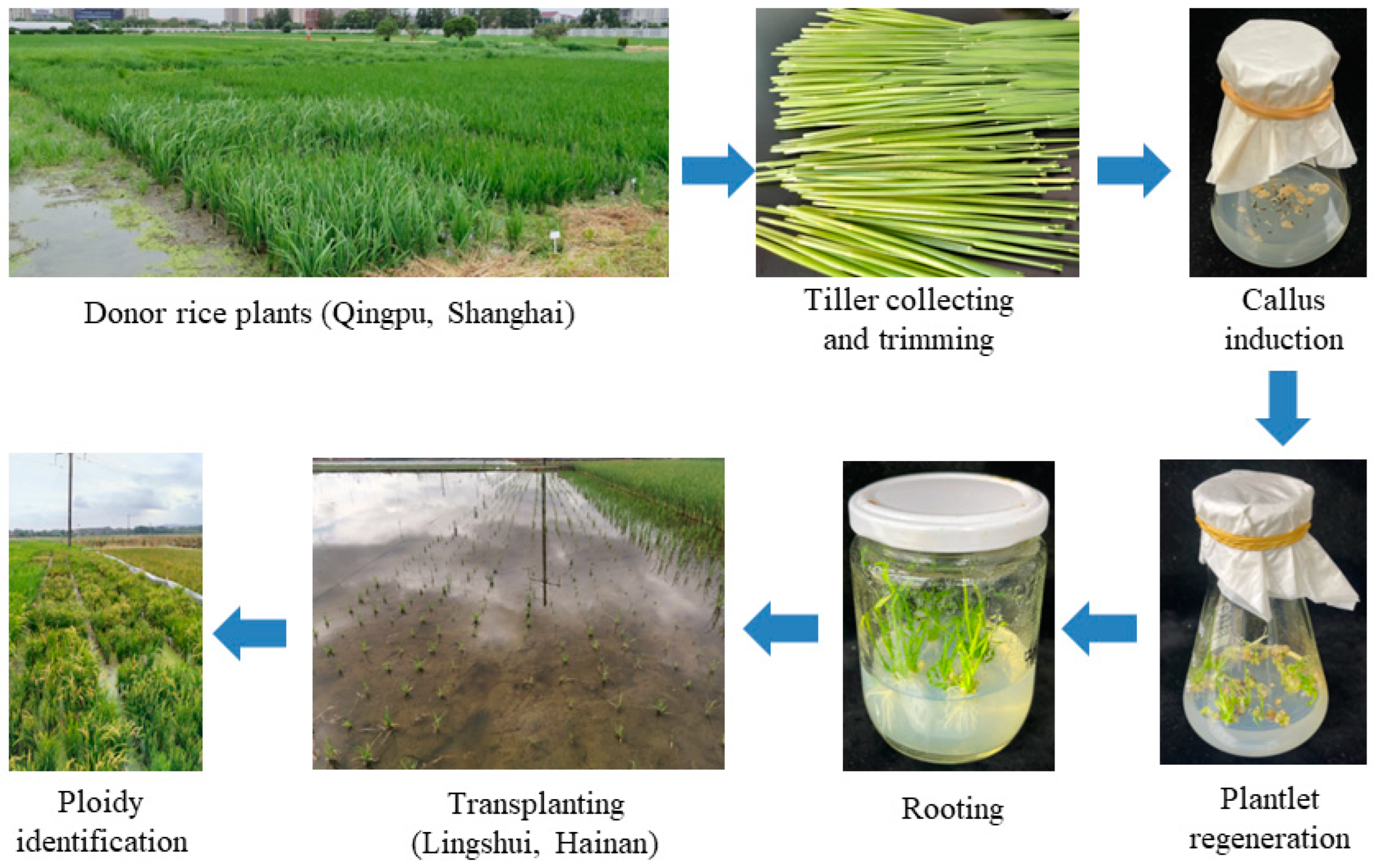 Plants 13 02531 g004