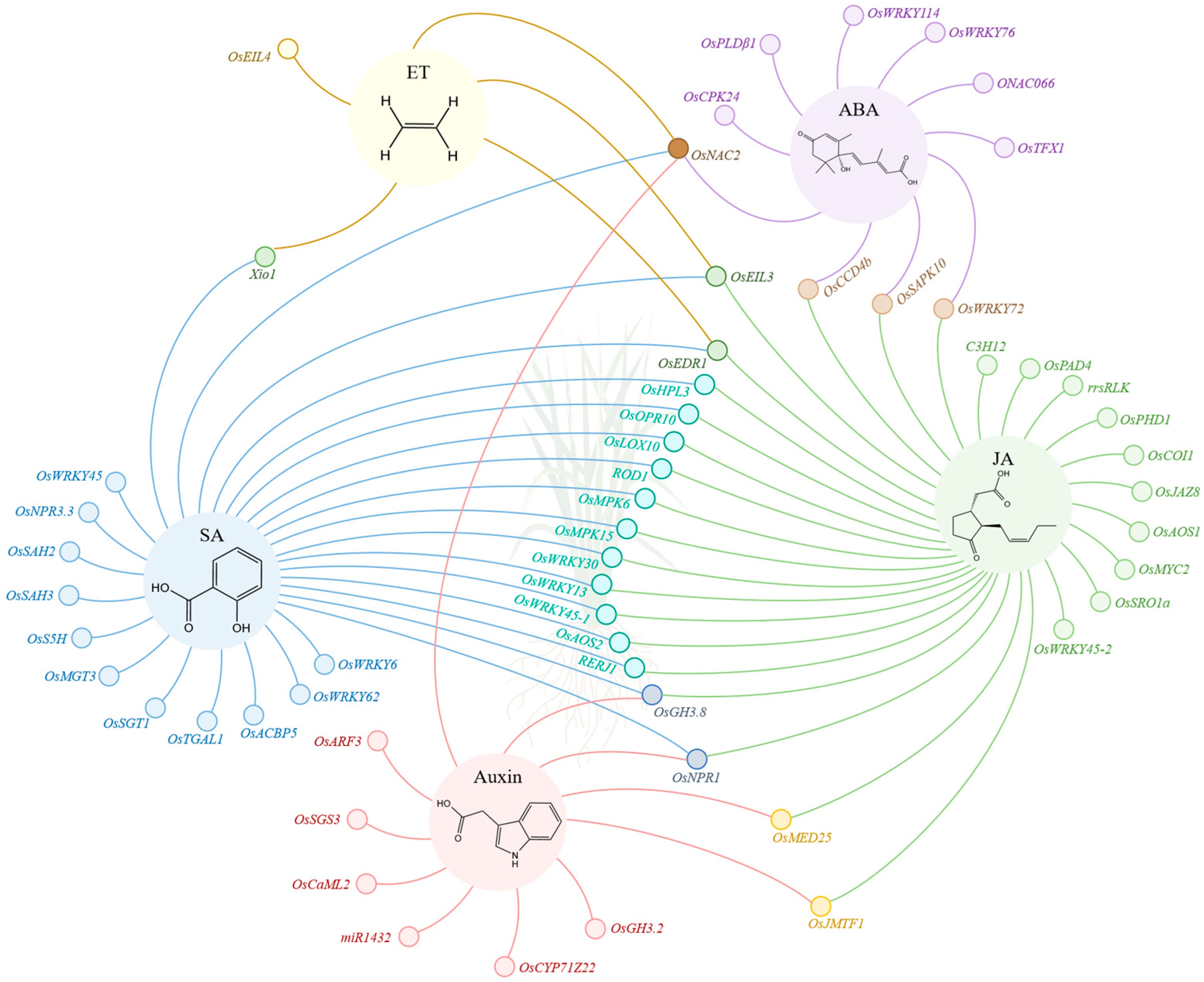 Plants 13 02541 g002