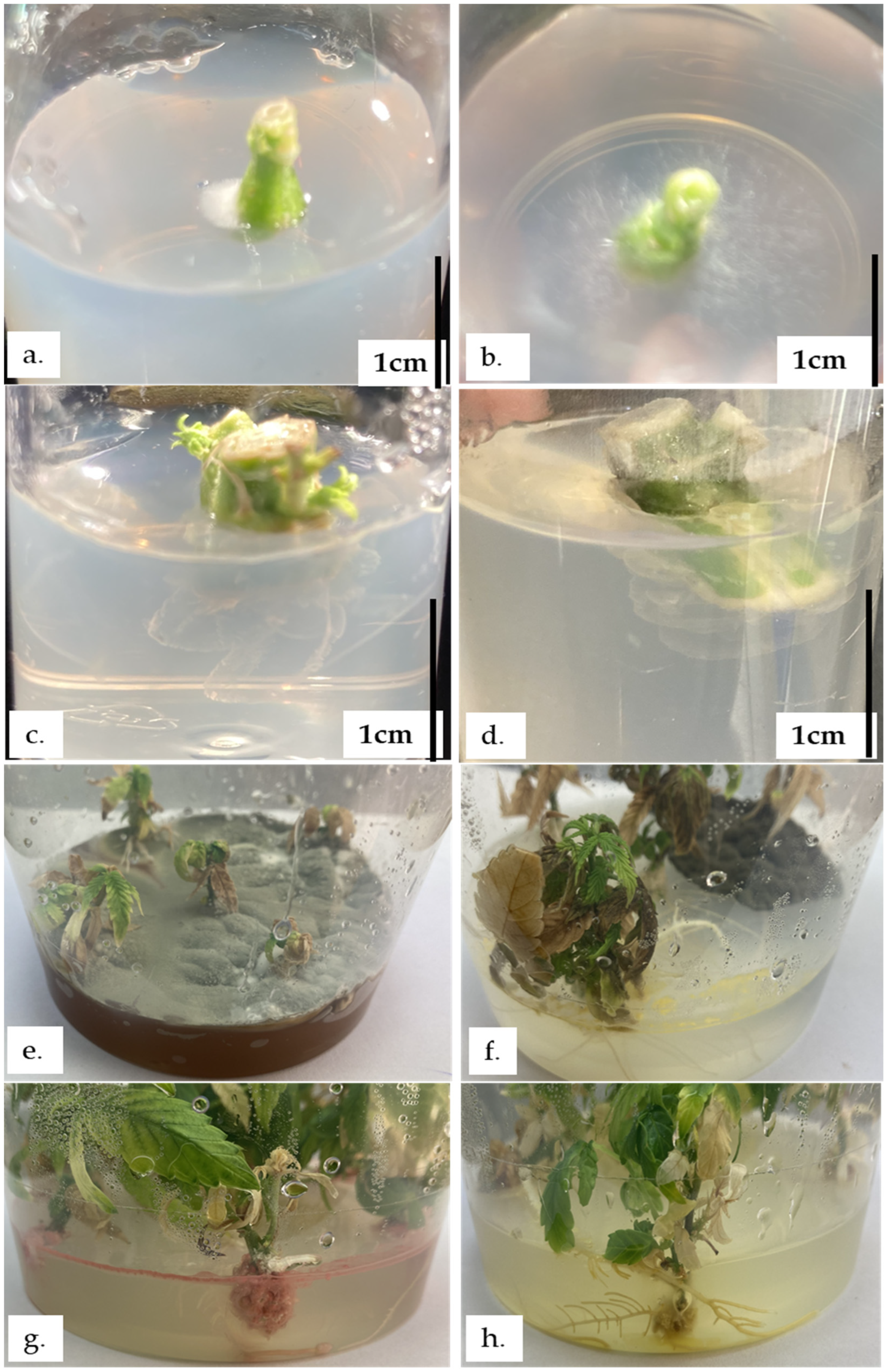 Plants 13 02544 g0a2